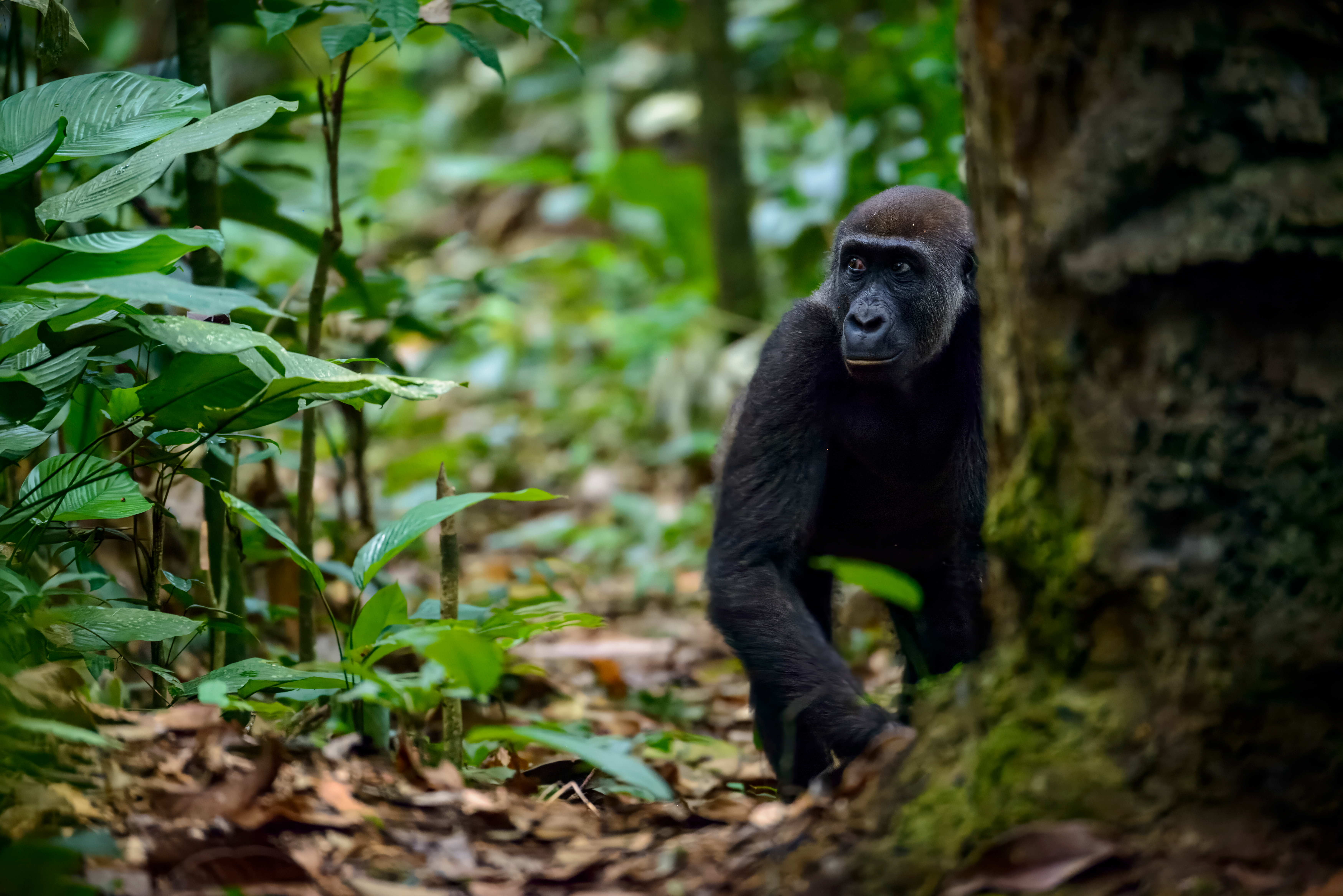 A young gorilla clings to mossy branches amid the dense green rainforest of Odzala-Kokoua Park.