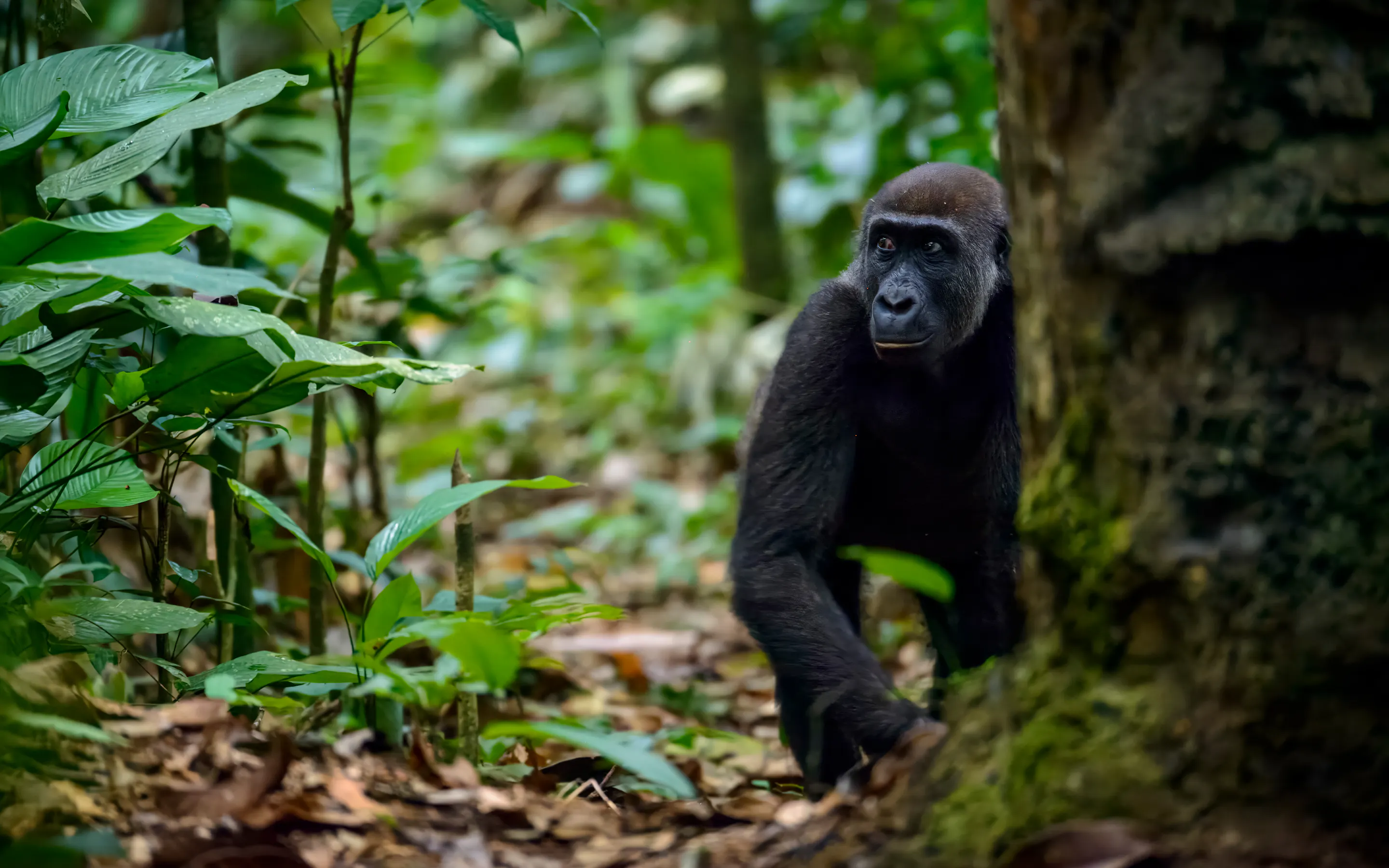 A young gorilla clings to mossy branches amid the dense green rainforest of Odzala-Kokoua Park.