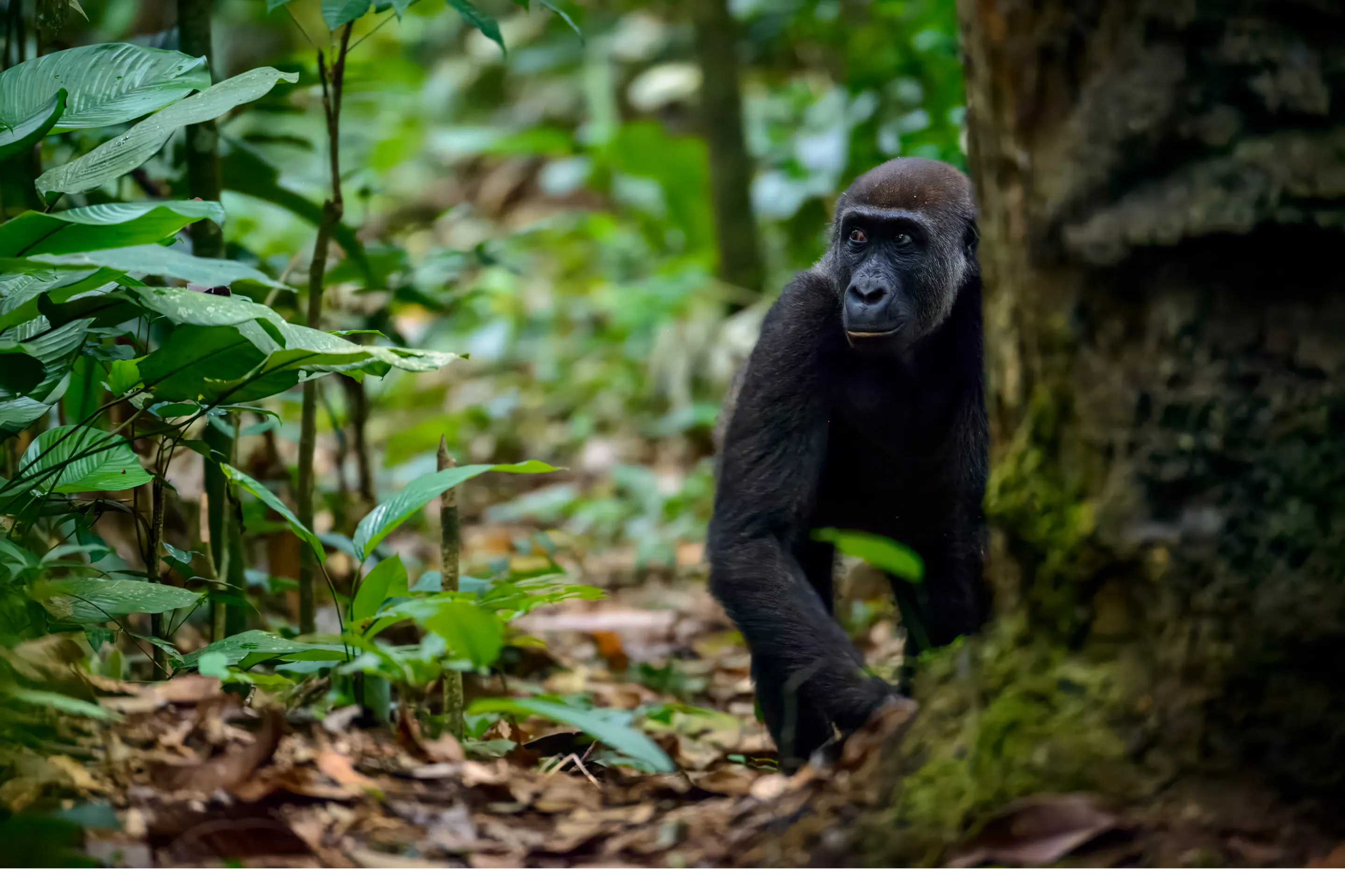 A young gorilla clings to mossy branches amid the dense green rainforest of Odzala-Kokoua Park.