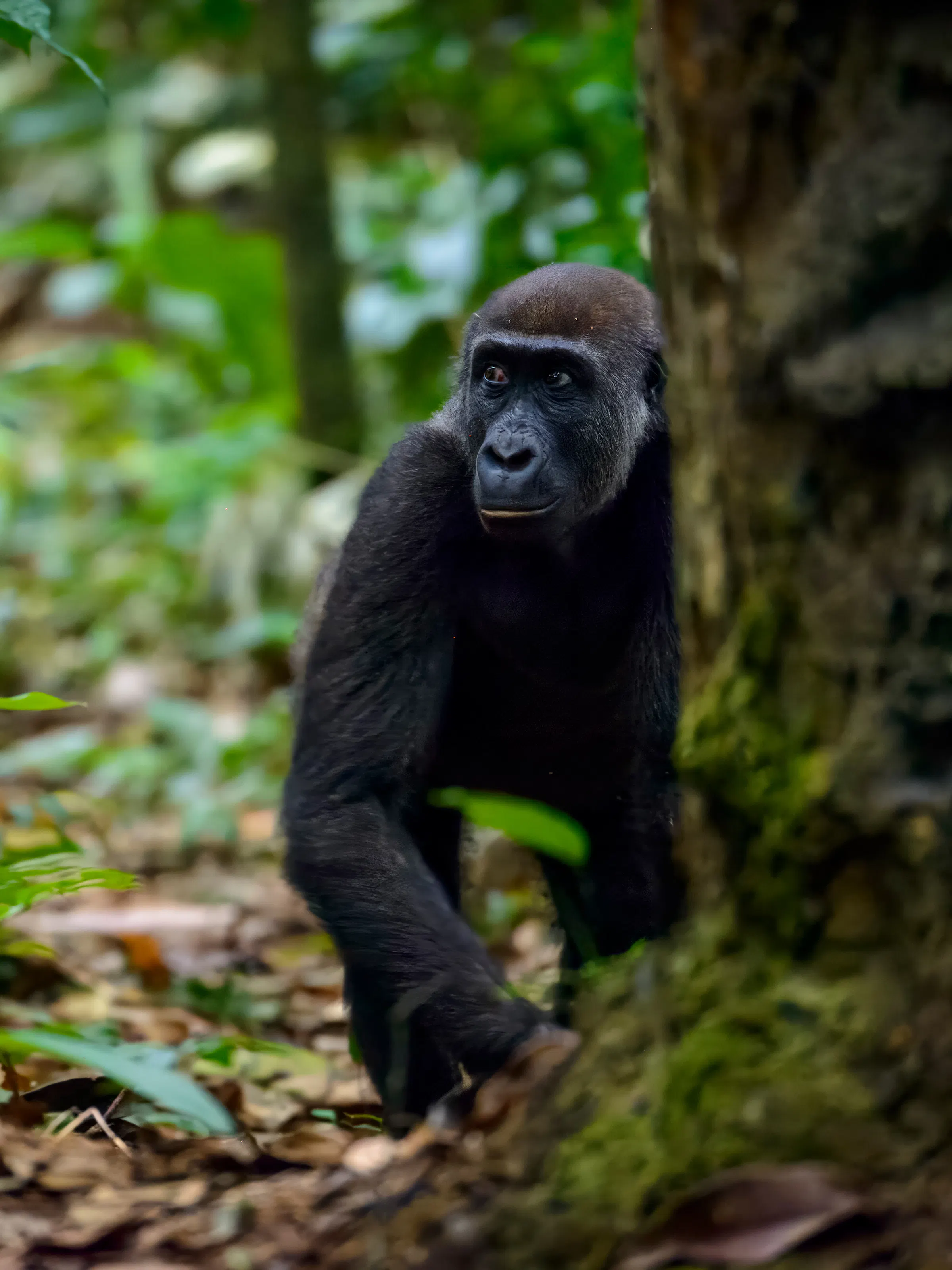 A young gorilla clings to mossy branches amid the dense green rainforest of Odzala-Kokoua Park.