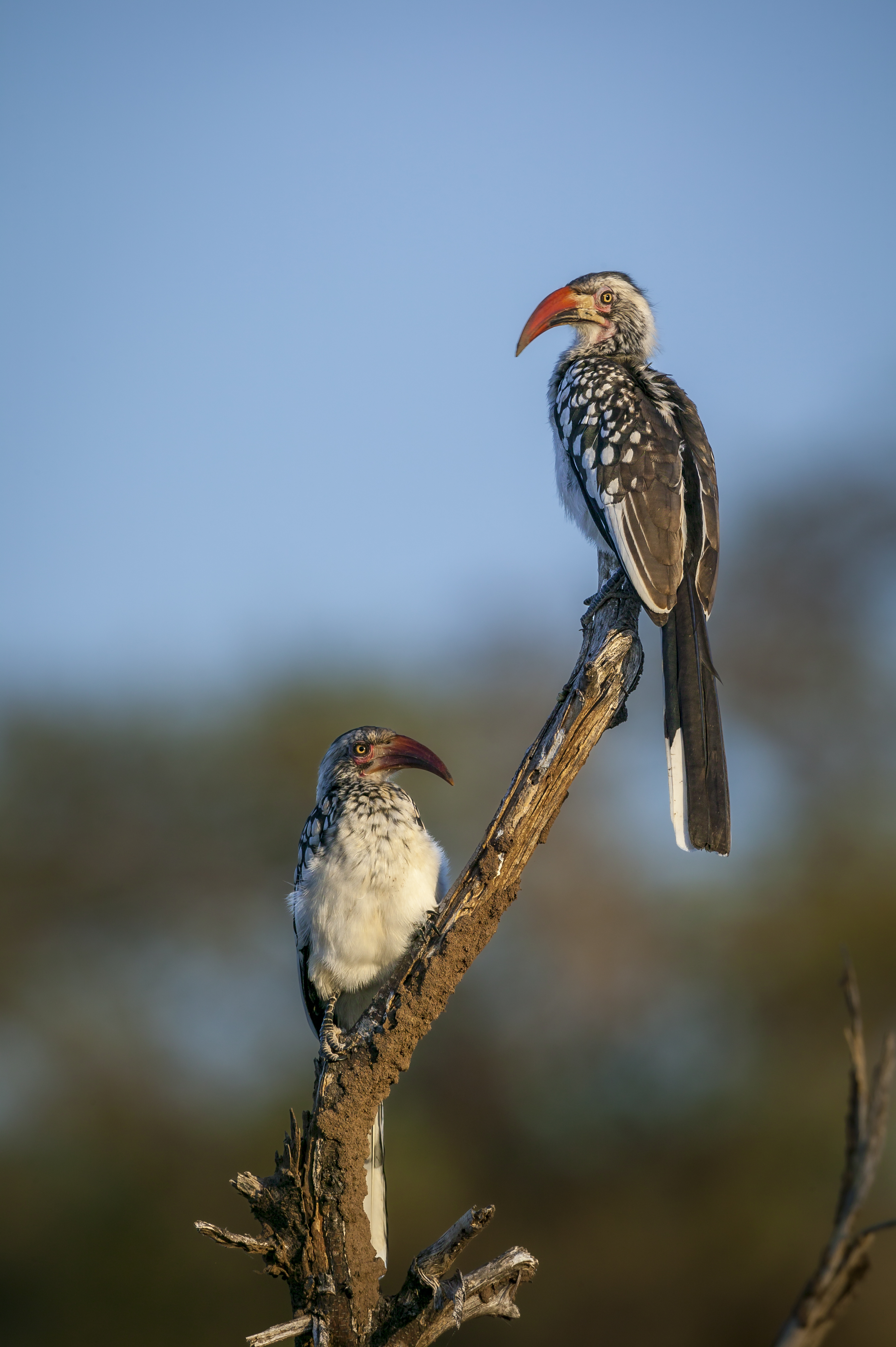 A southern ground hornbill with a vivid red face stands on a branch in Botswana's Tuli Block.