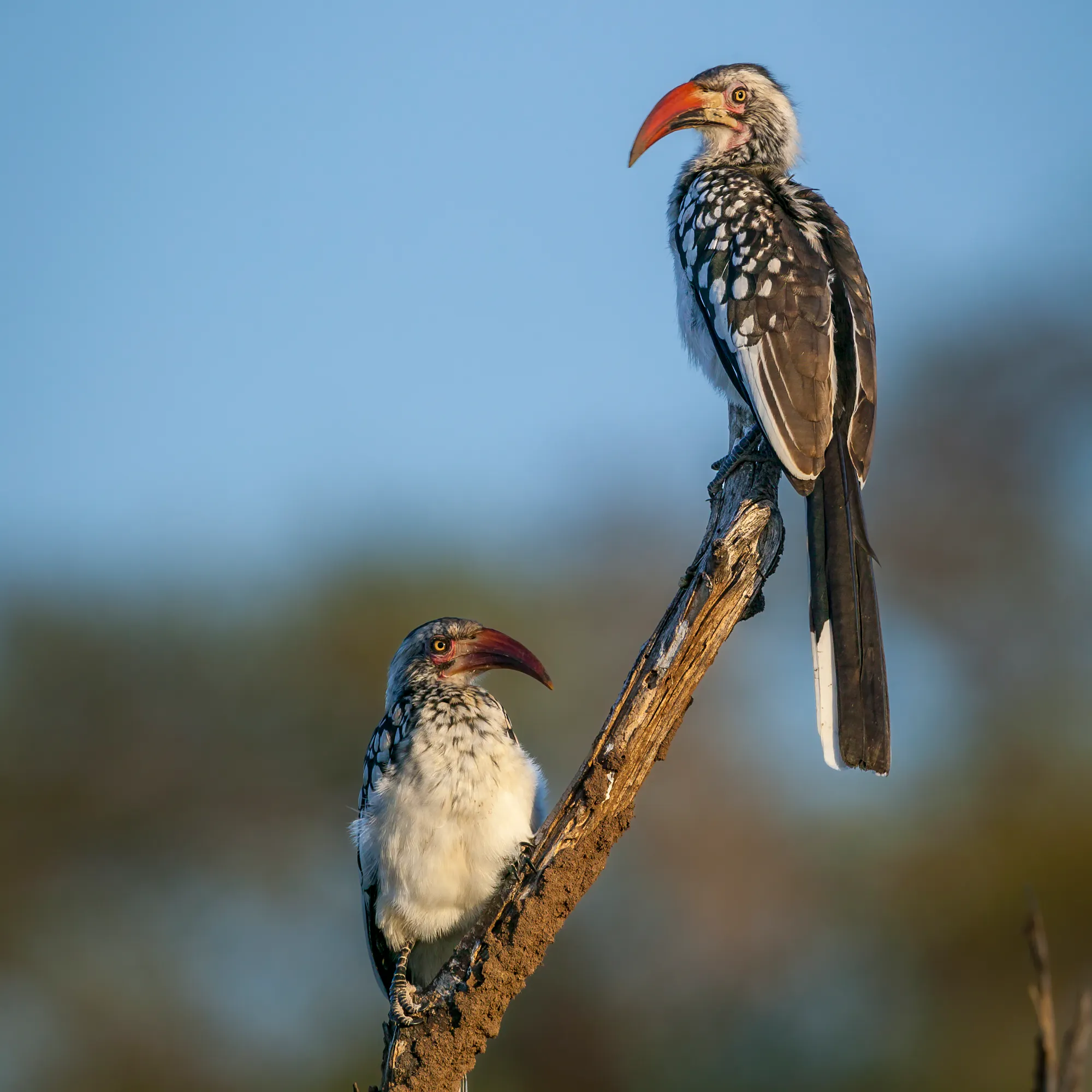 A southern ground hornbill with a vivid red face stands on a branch in Botswana's Tuli Block.