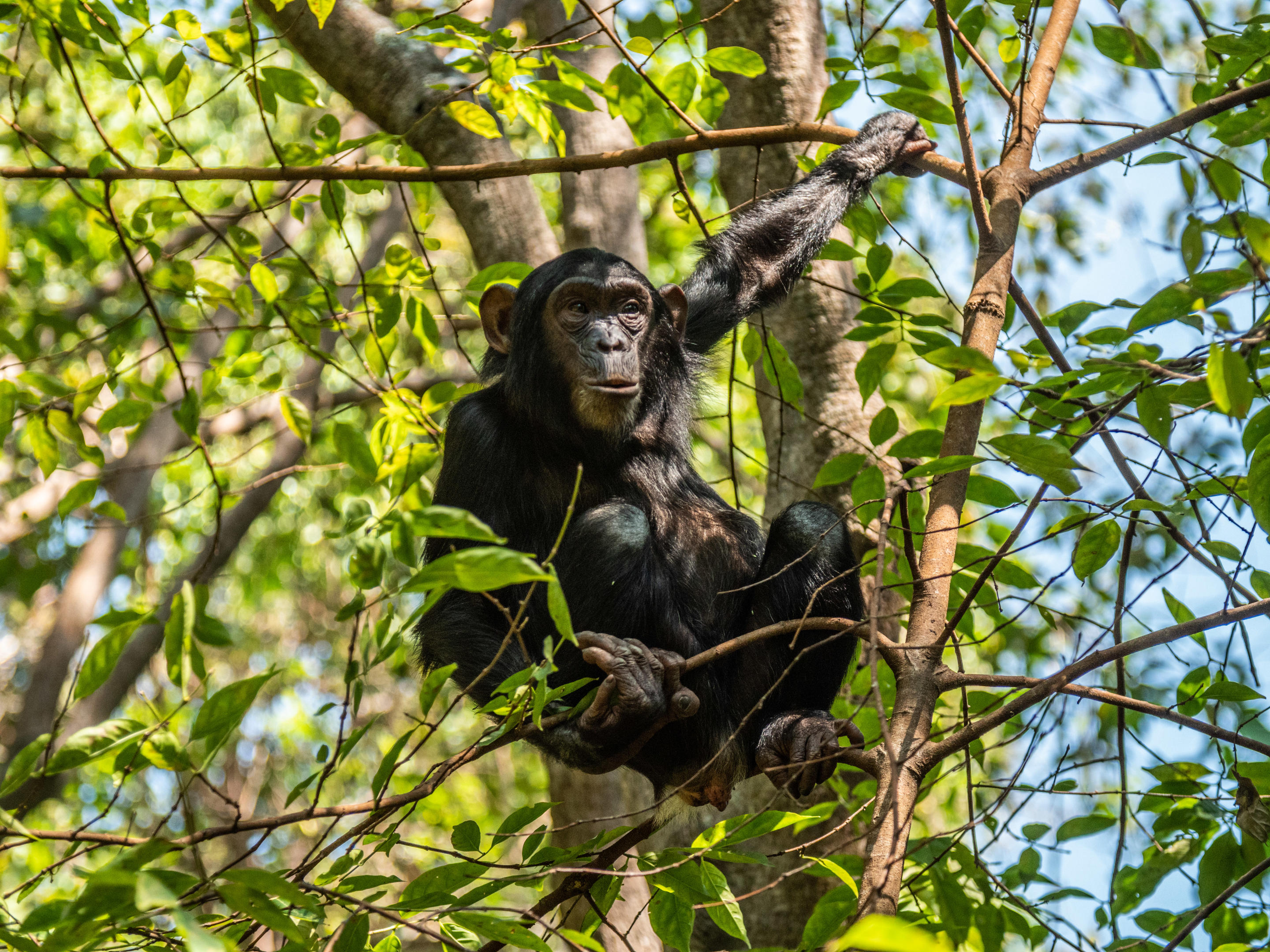 A chimpanzee peers through dense jungle foliage in the Mahale Mountains of Tanzania.