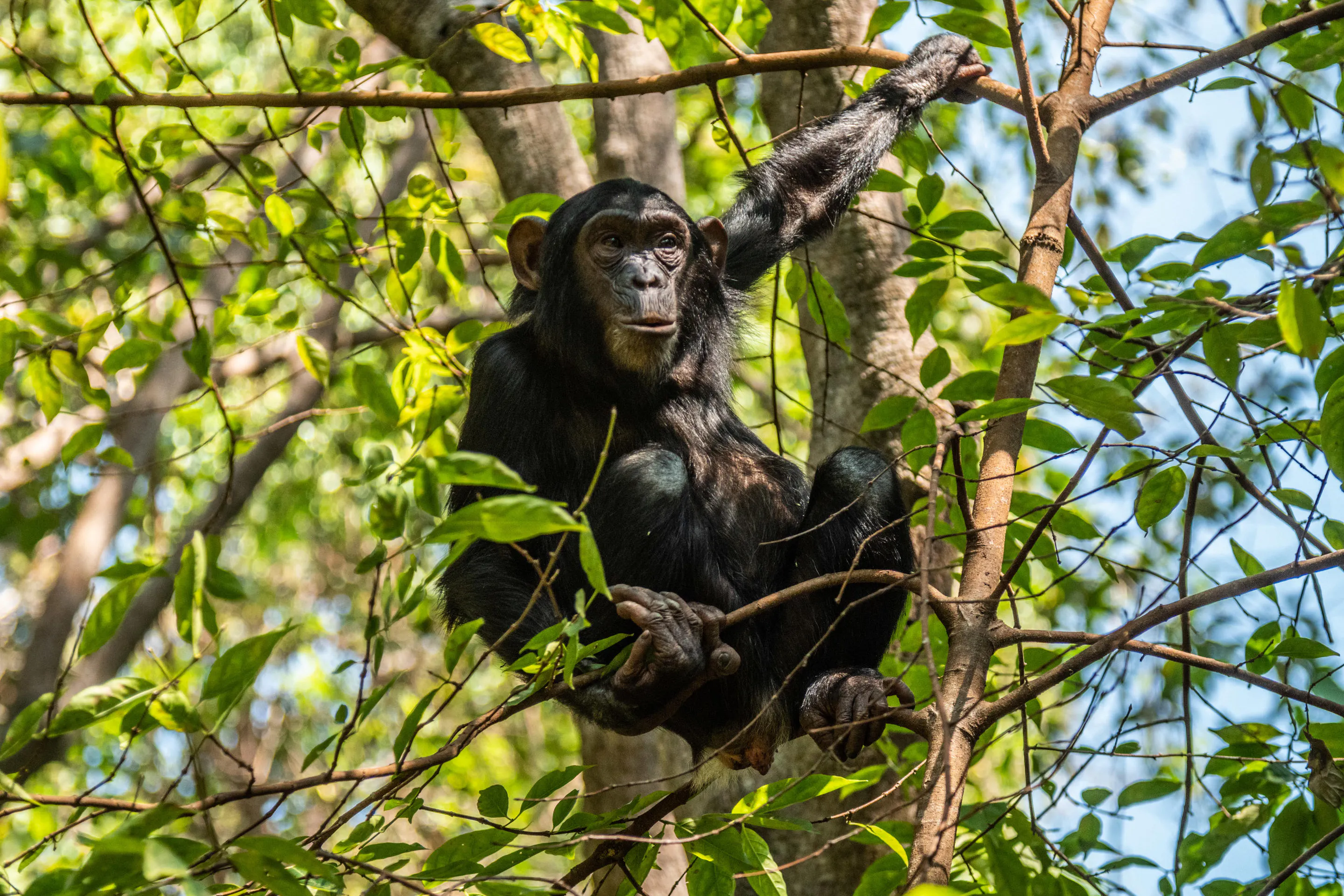 A chimpanzee peers through dense jungle foliage in the Mahale Mountains of Tanzania.