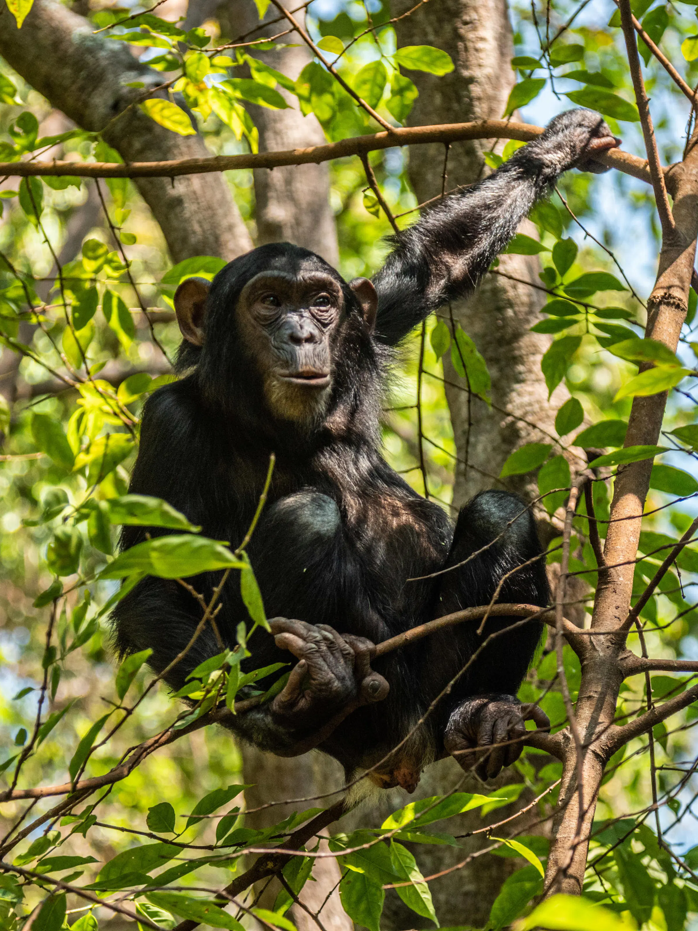 A chimpanzee peers through dense jungle foliage in the Mahale Mountains of Tanzania.