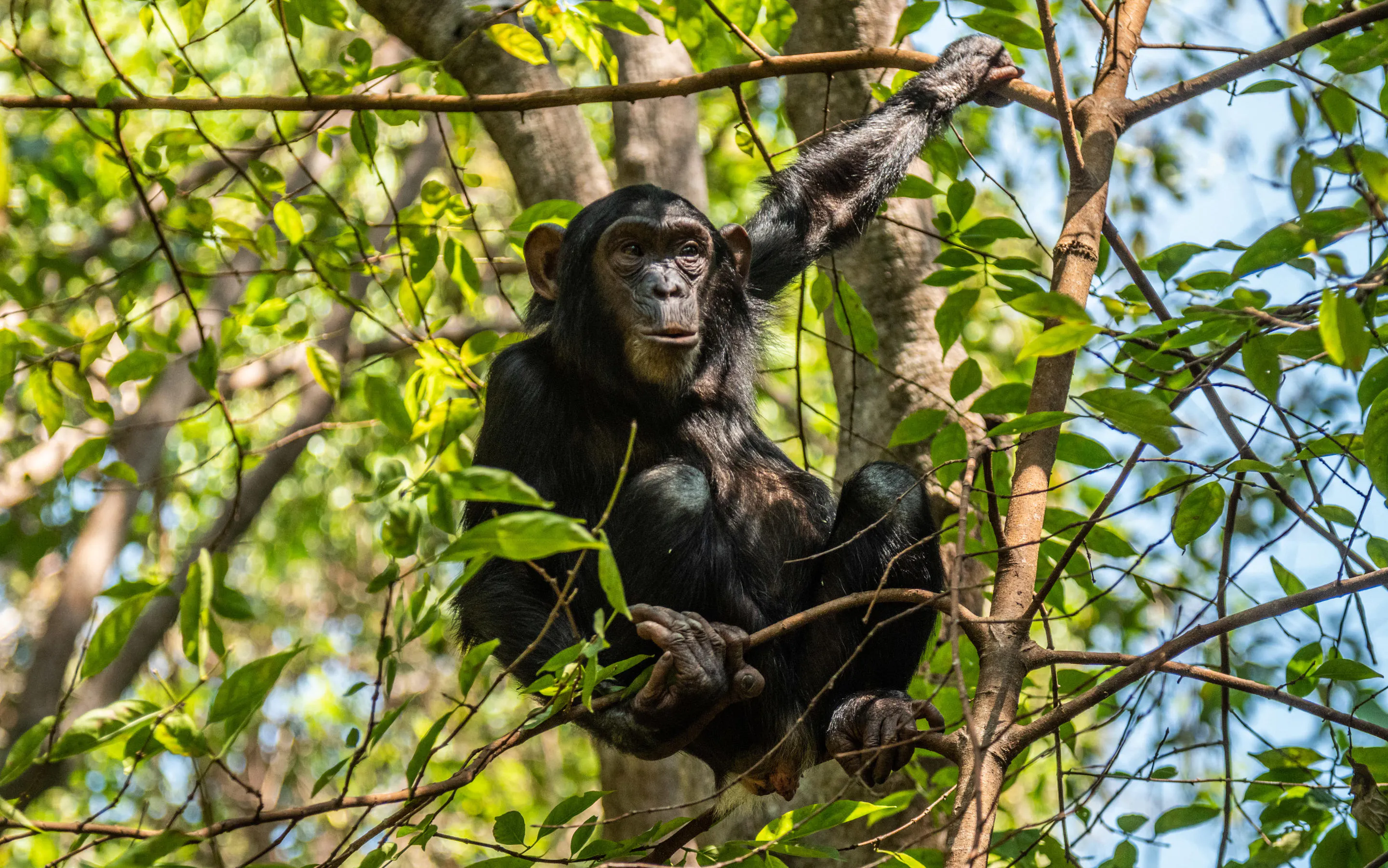 A chimpanzee peers through dense jungle foliage in the Mahale Mountains of Tanzania.
