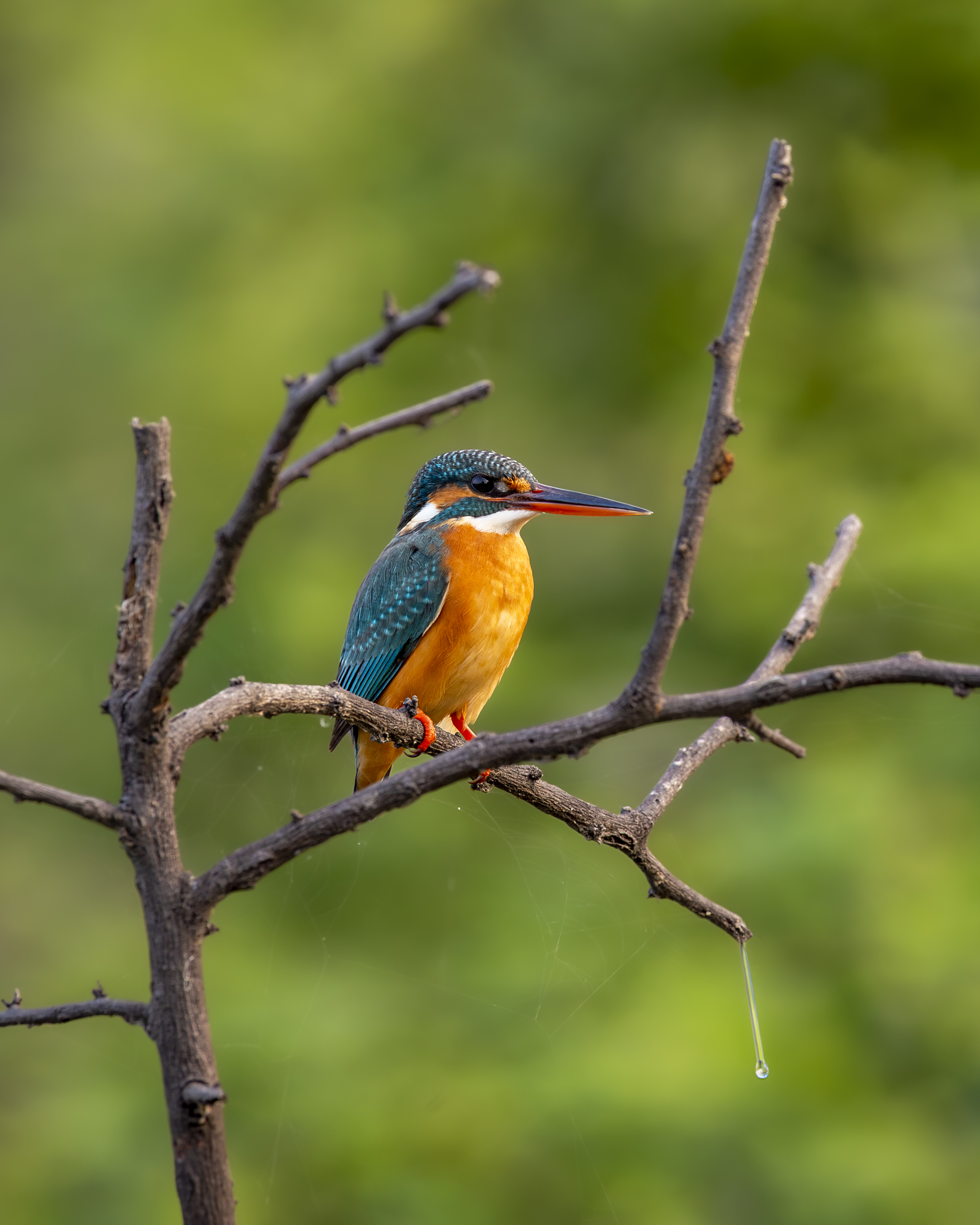 A common kingfisher with vivid blue and orange plumage perches on a thin bare branch in India.