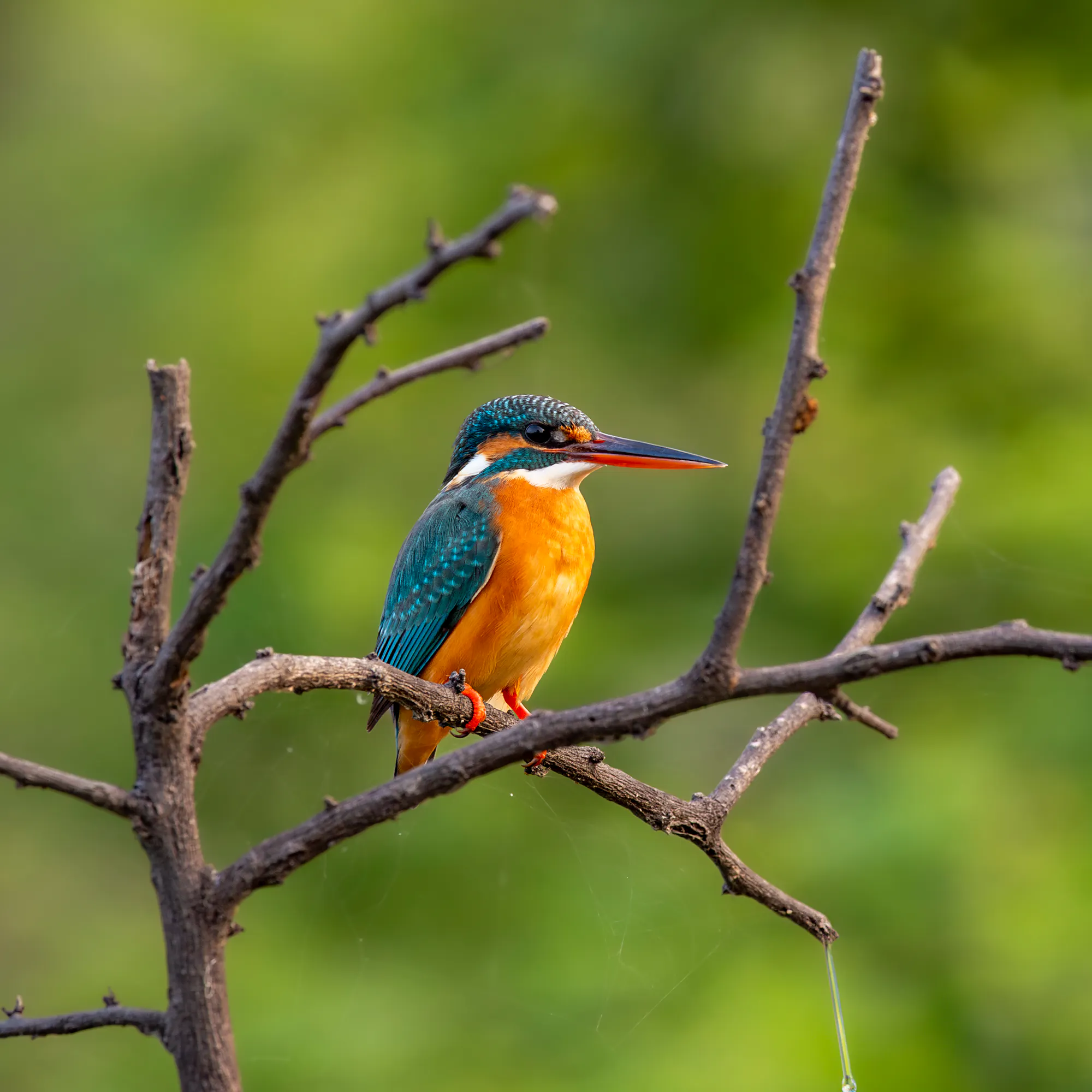 A common kingfisher with vivid blue and orange plumage perches on a thin bare branch in India.