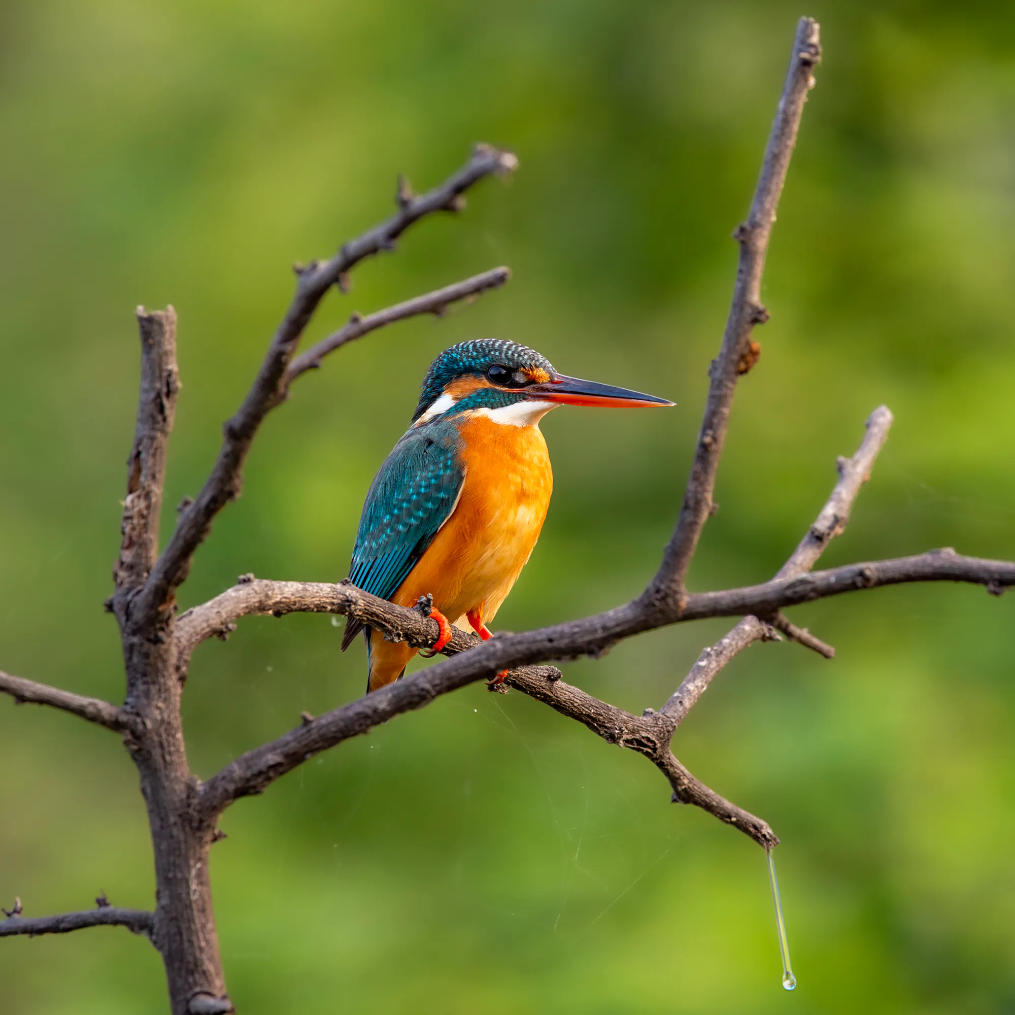 A common kingfisher with vivid blue and orange plumage perches on a thin bare branch in India.