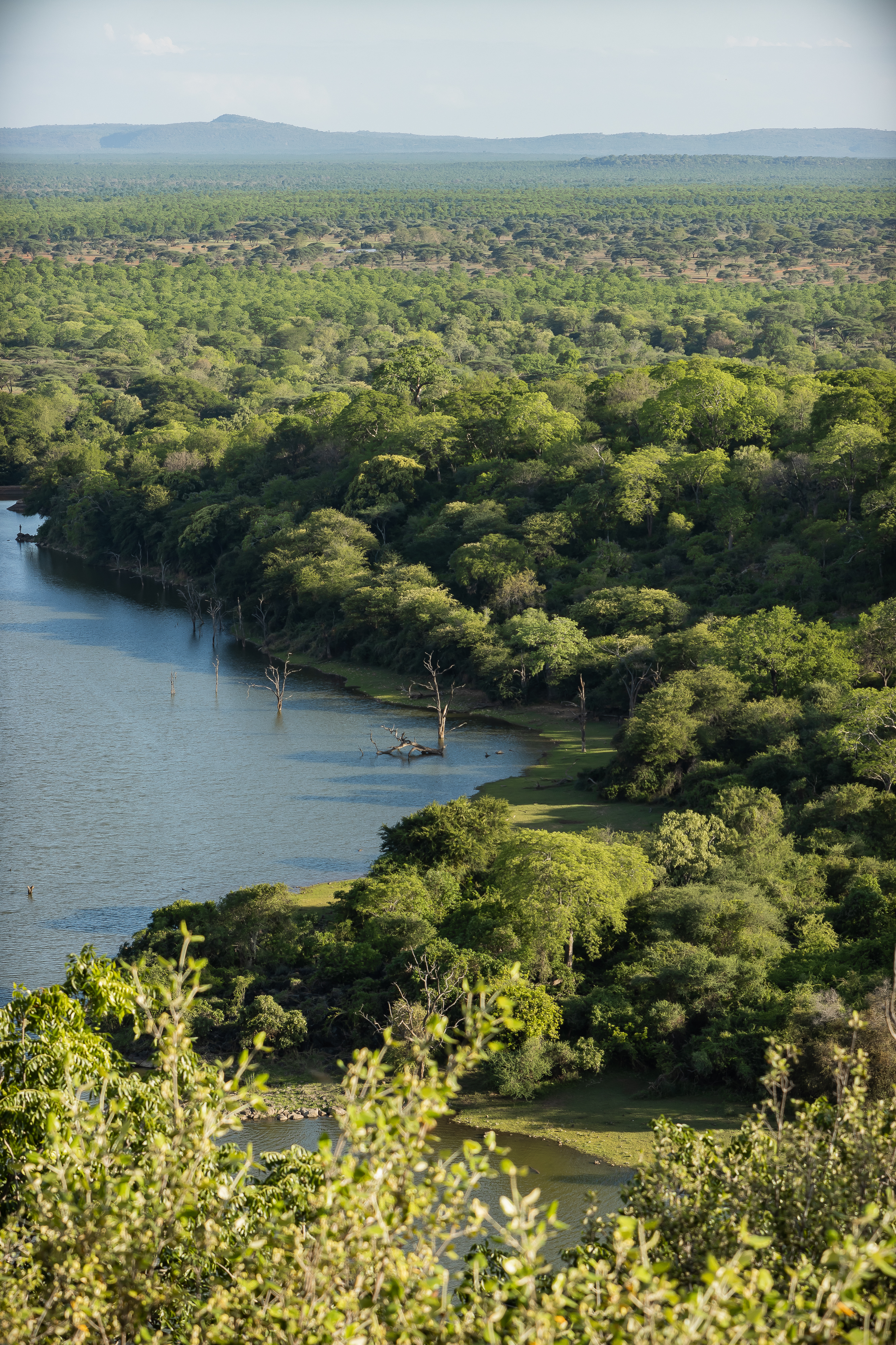 Aerial view of a winding green river cutting through dense tropical forest in Malilangwe, Zimbabwe.