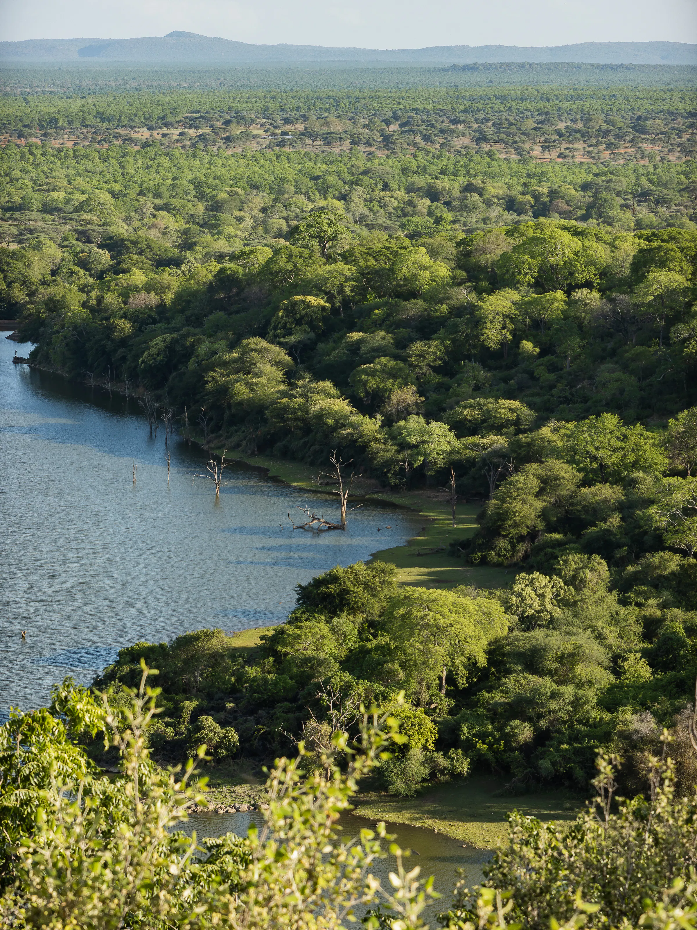 Aerial view of a winding green river cutting through dense tropical forest in Malilangwe, Zimbabwe.