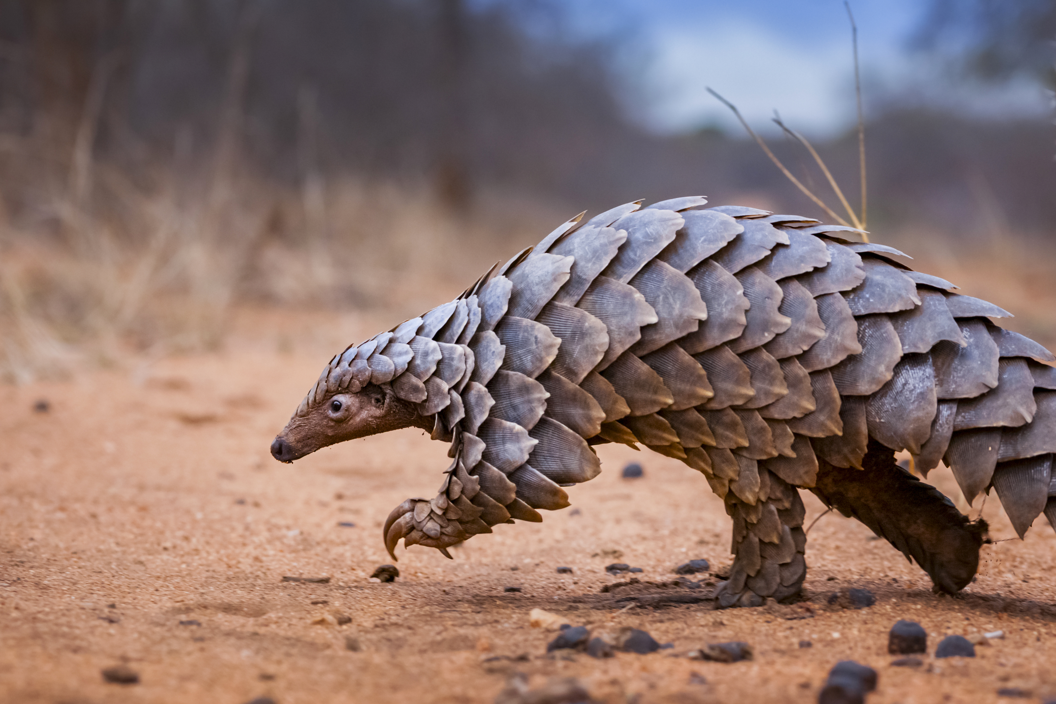 A pangolin walks slowly across dry sandy ground, its overlapping scales clearly visible.