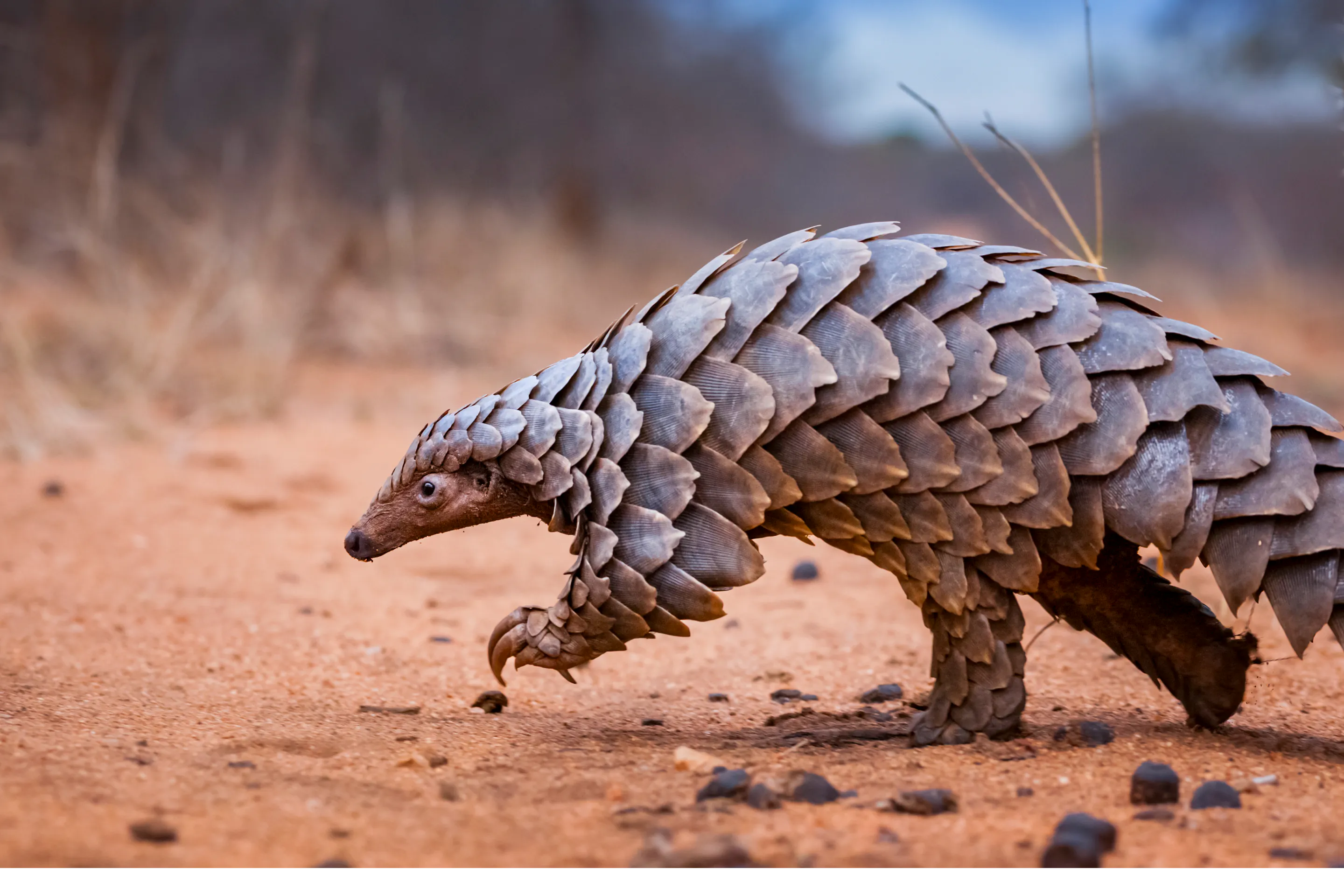 A pangolin walks slowly across dry sandy ground, its overlapping scales clearly visible.
