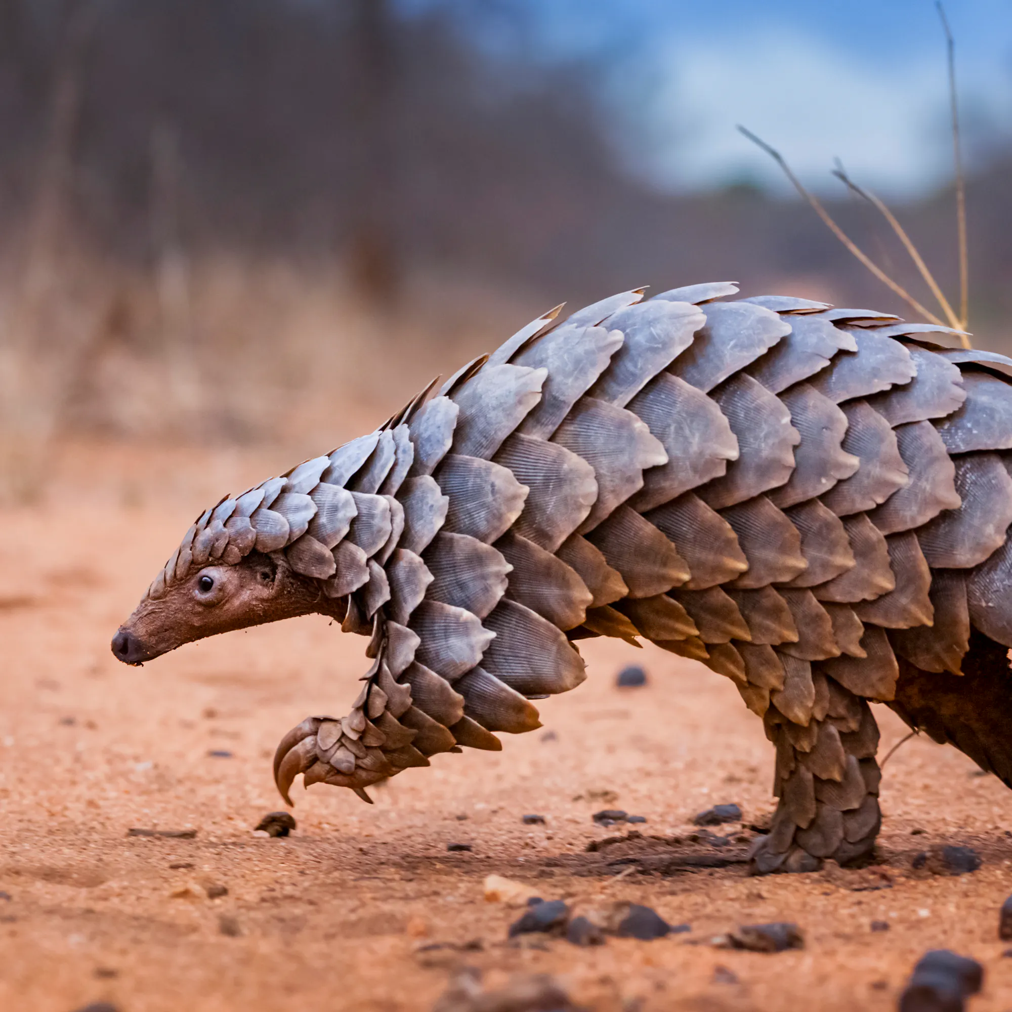 A pangolin walks slowly across dry sandy ground, its overlapping scales clearly visible.