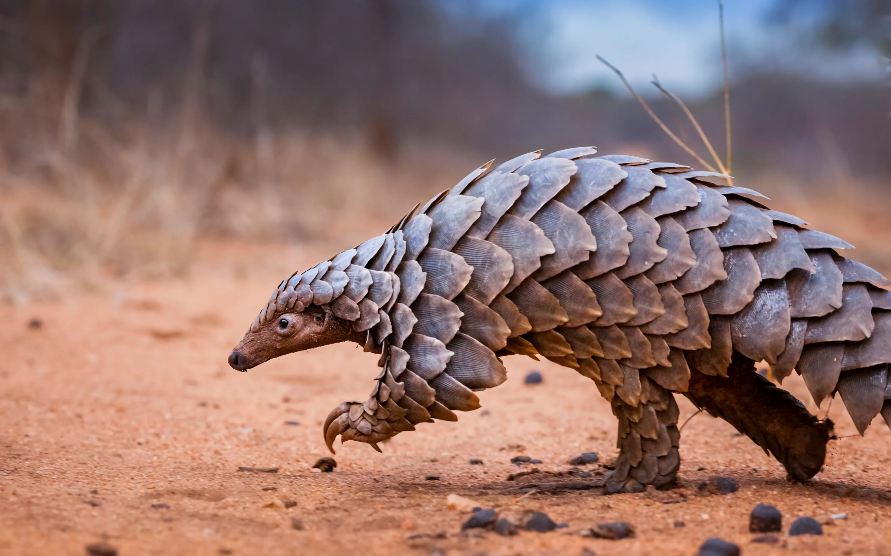 A pangolin walks slowly across dry sandy ground, its overlapping scales clearly visible.