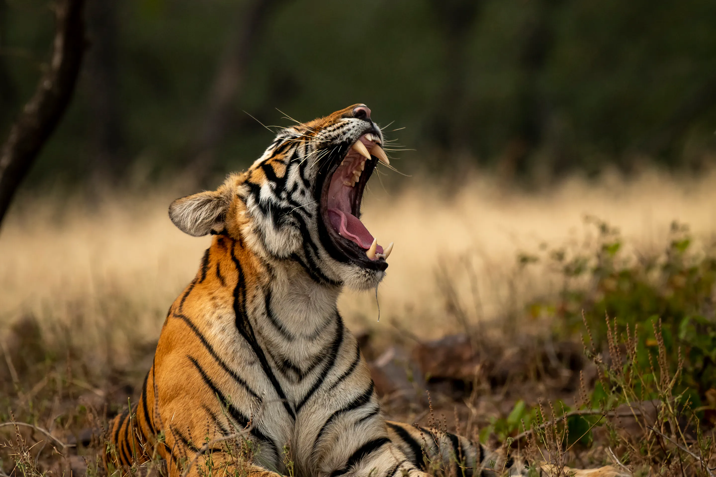 A Bengal tiger opens its mouth in a roar amid tall dry grass in Pench National Park, India.