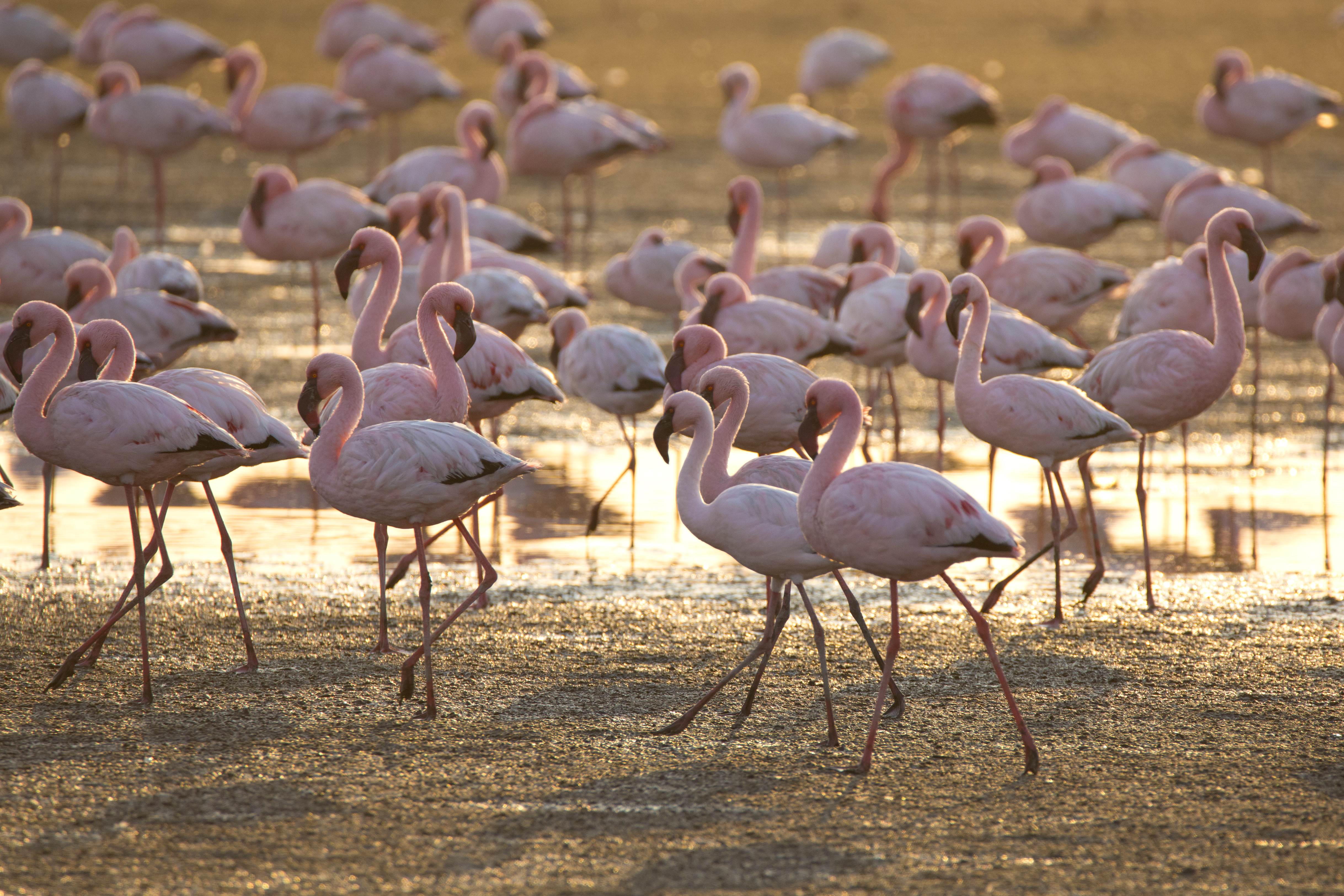 A group of greater flamingos stands in warm-toned shallow water at Walvis Bay, Namibia.