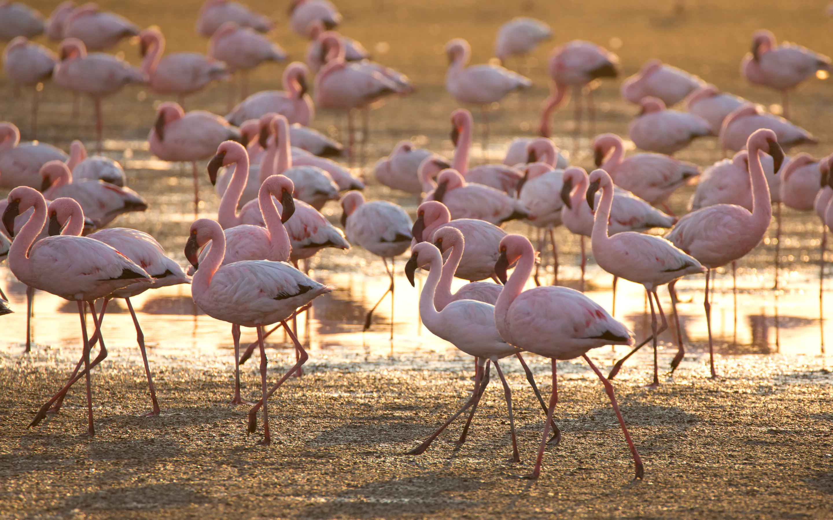 A group of greater flamingos stands in warm-toned shallow water at Walvis Bay, Namibia.