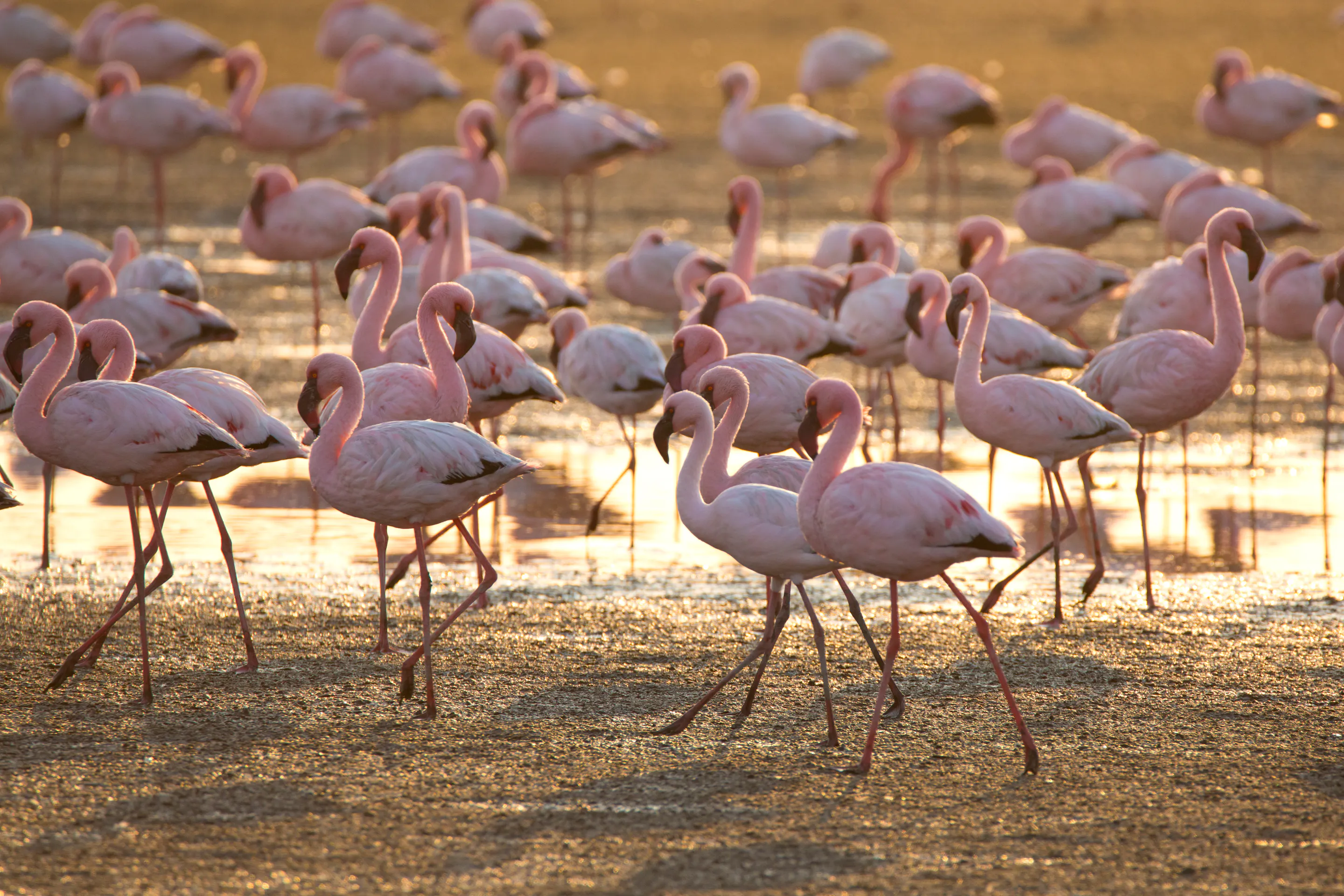 A group of greater flamingos stands in warm-toned shallow water at Walvis Bay, Namibia.