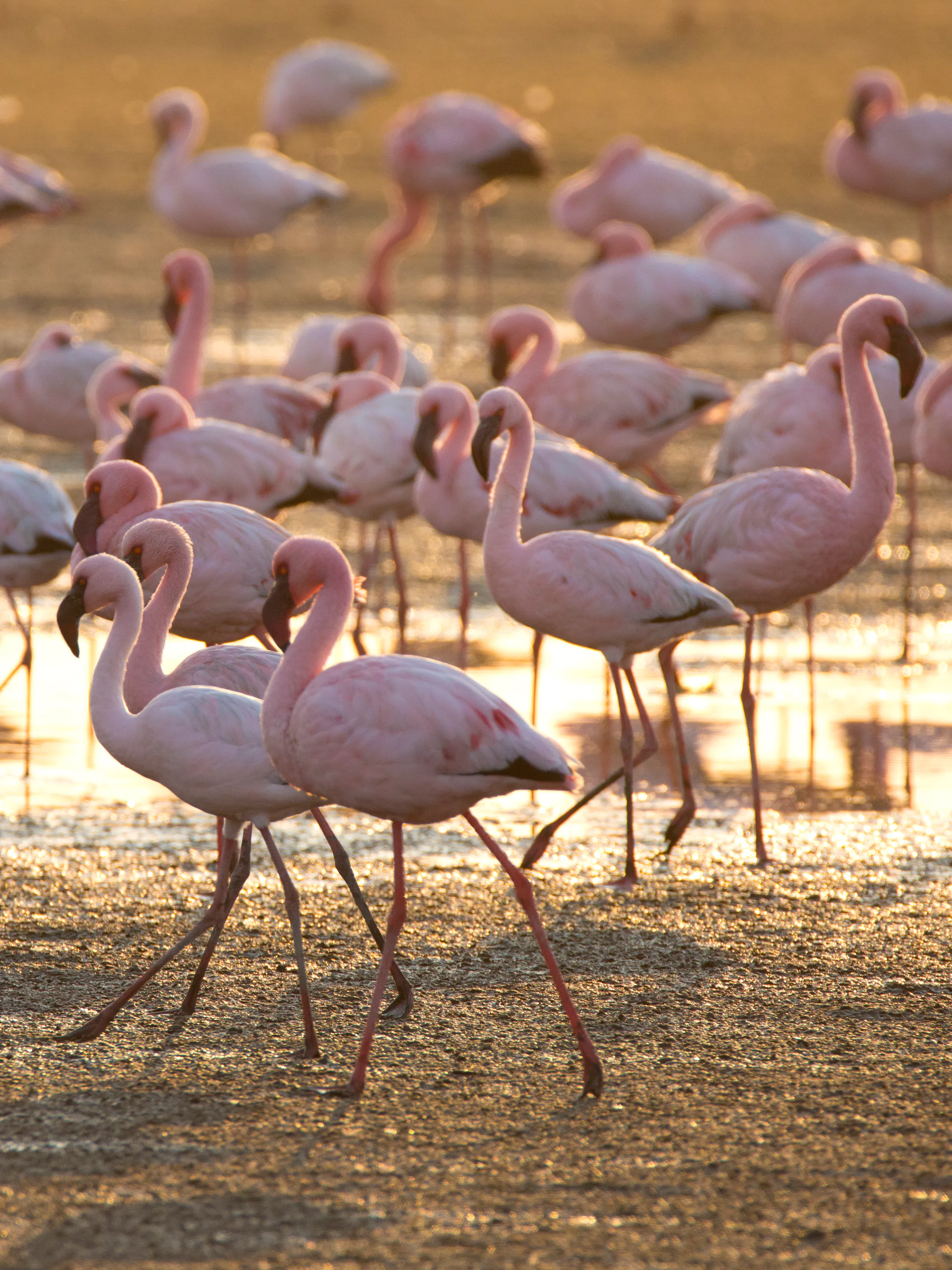 A group of greater flamingos stands in warm-toned shallow water at Walvis Bay, Namibia.