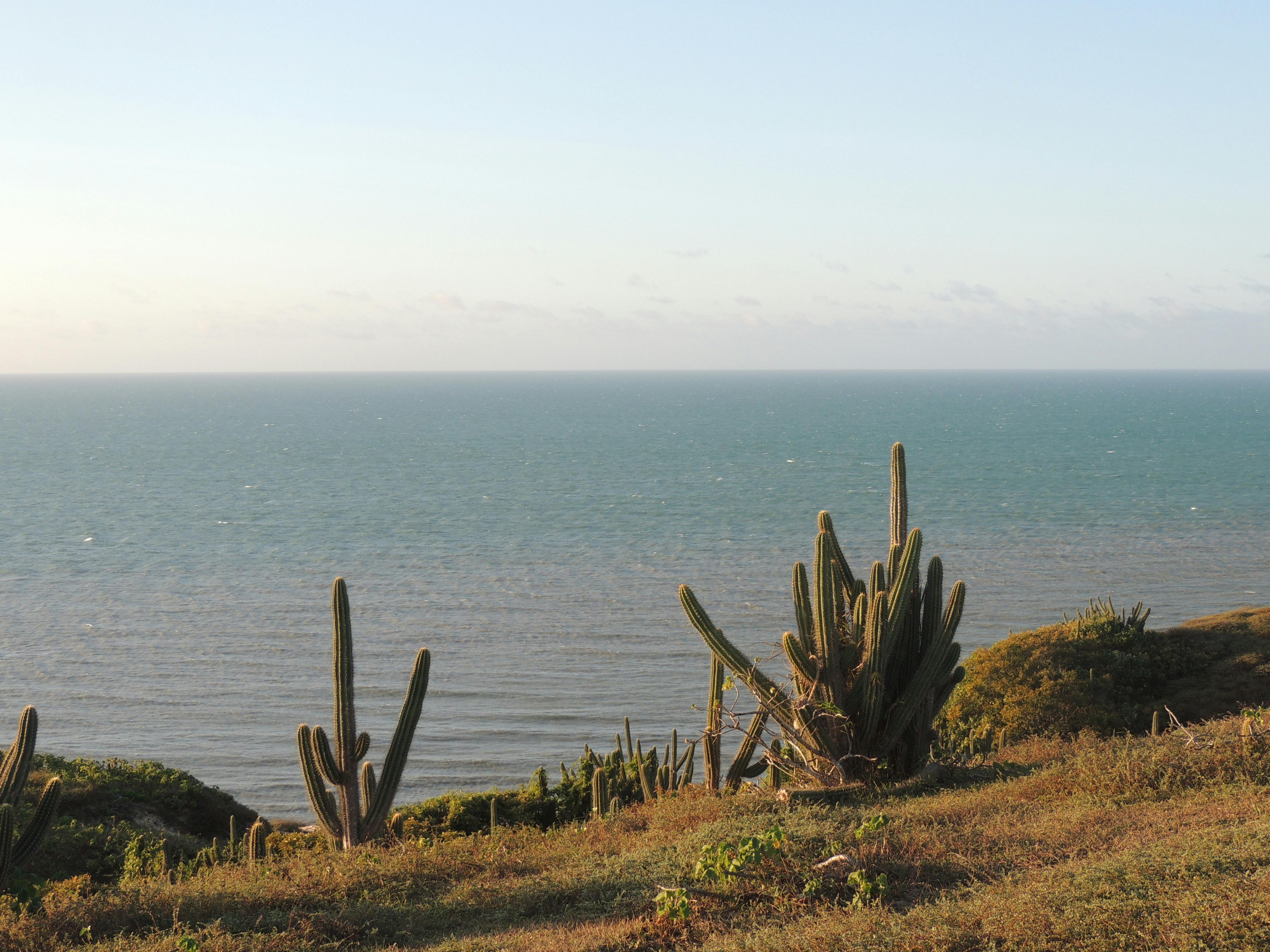 Tall green cacti grow on a clifftop overlooking a wide blue ocean on Brazil's northeast coast.
