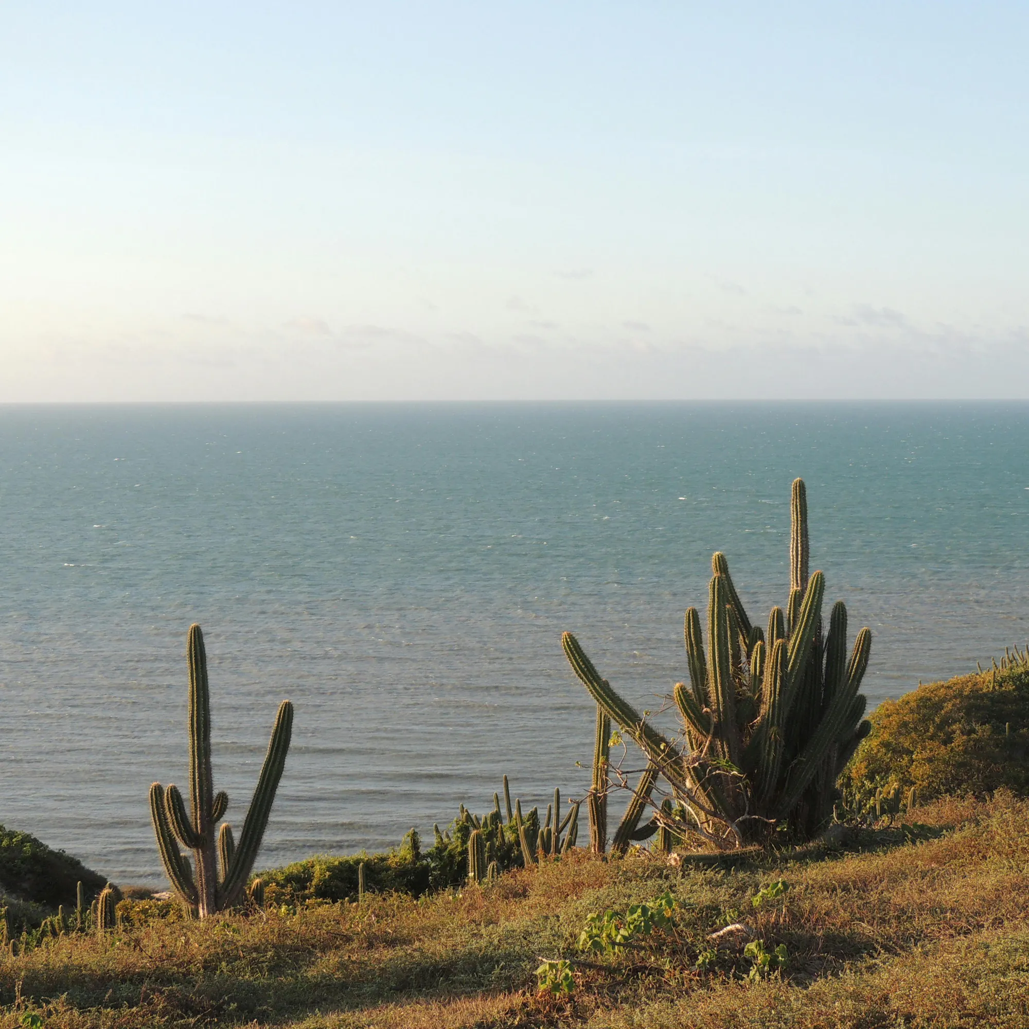 Tall green cacti grow on a clifftop overlooking a wide blue ocean on Brazil's northeast coast.