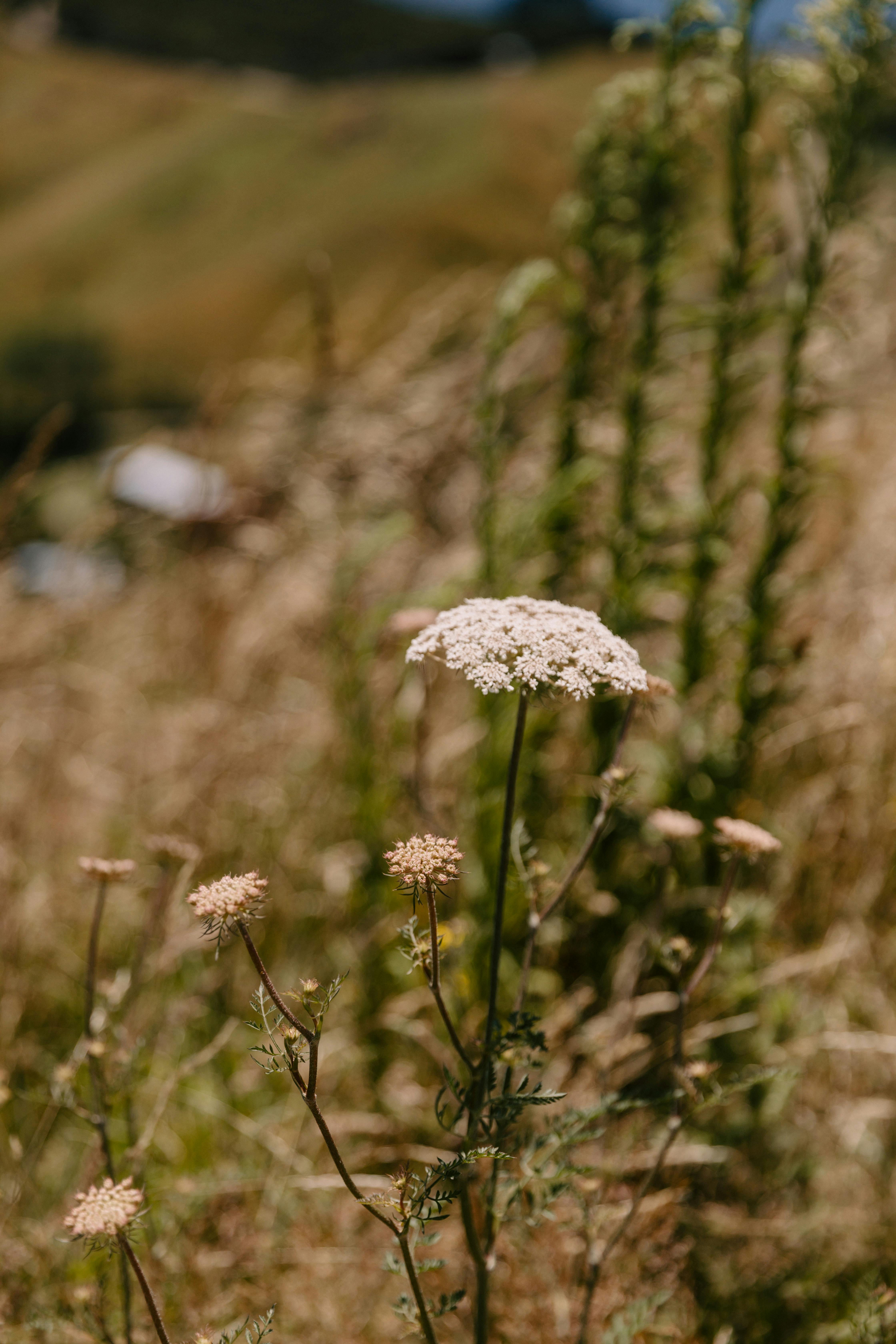 Wildflowers and native grasses grow in the foreground of a rural New Zealand hillside scene.