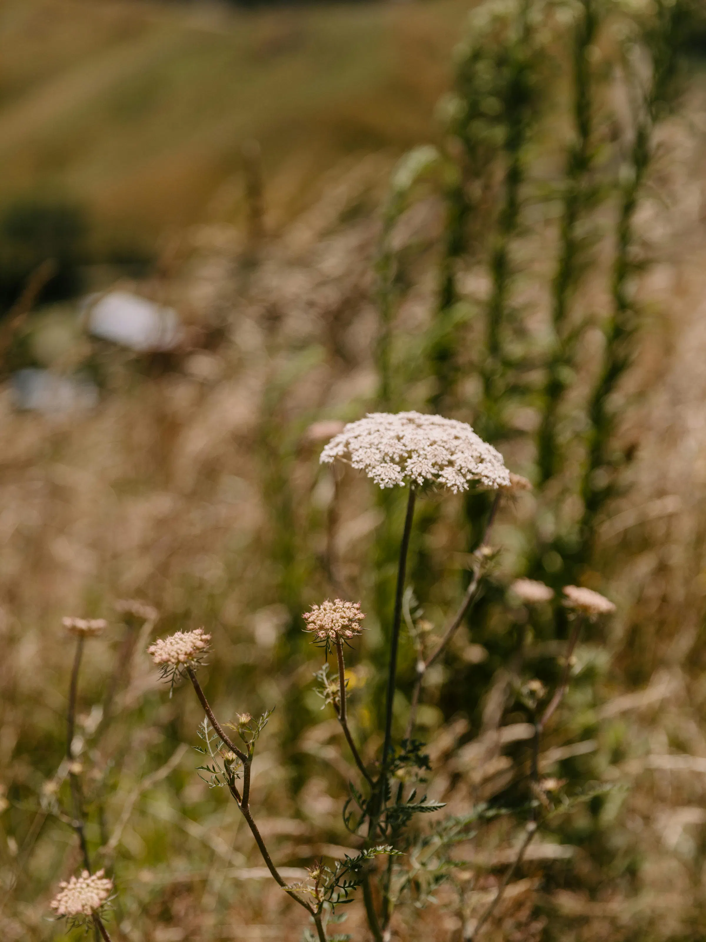 Wildflowers and native grasses grow in the foreground of a rural New Zealand hillside scene.