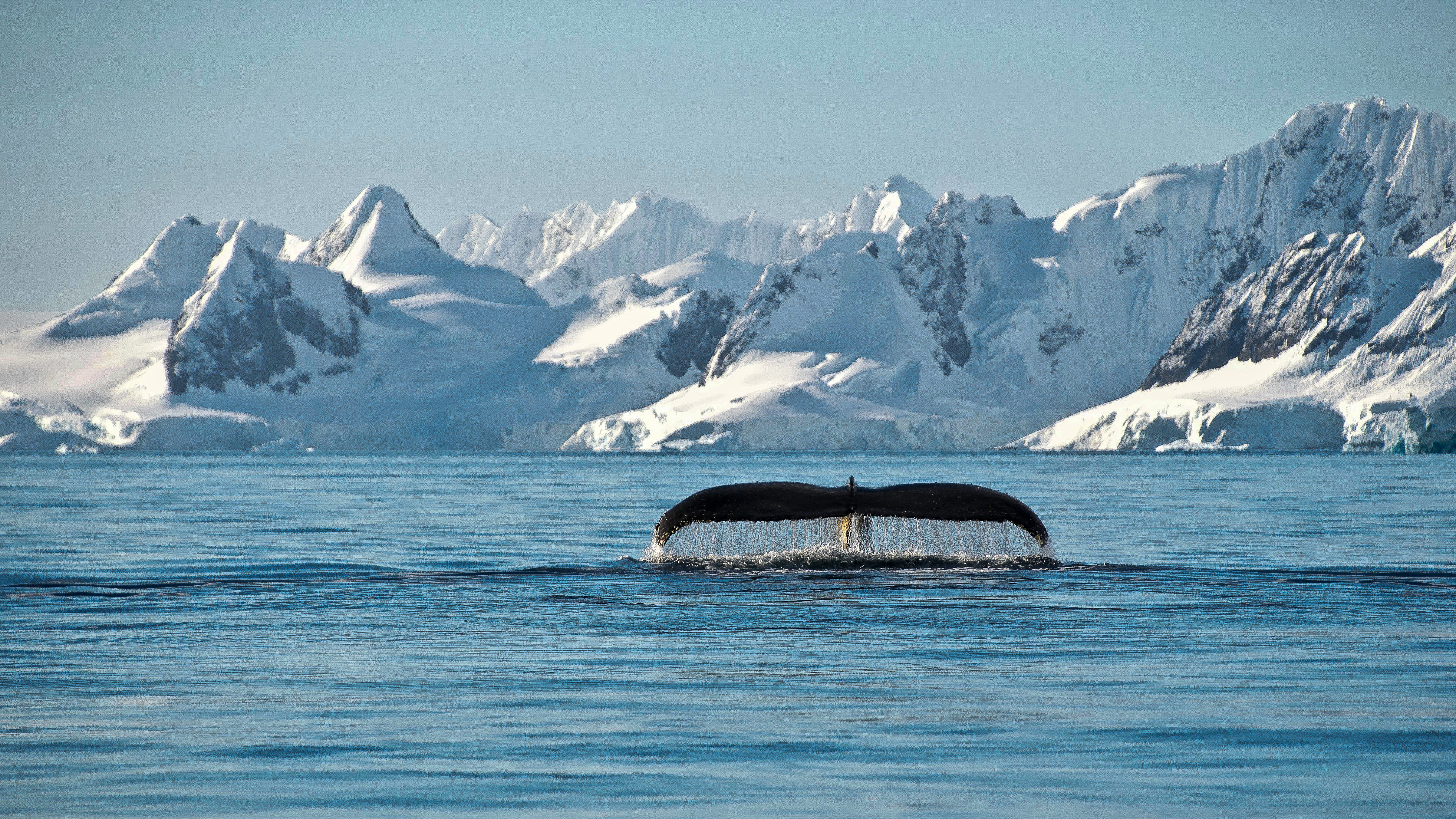 Massive blue-white glaciers and ice cliffs rise above the calm dark water of an Antarctic bay.