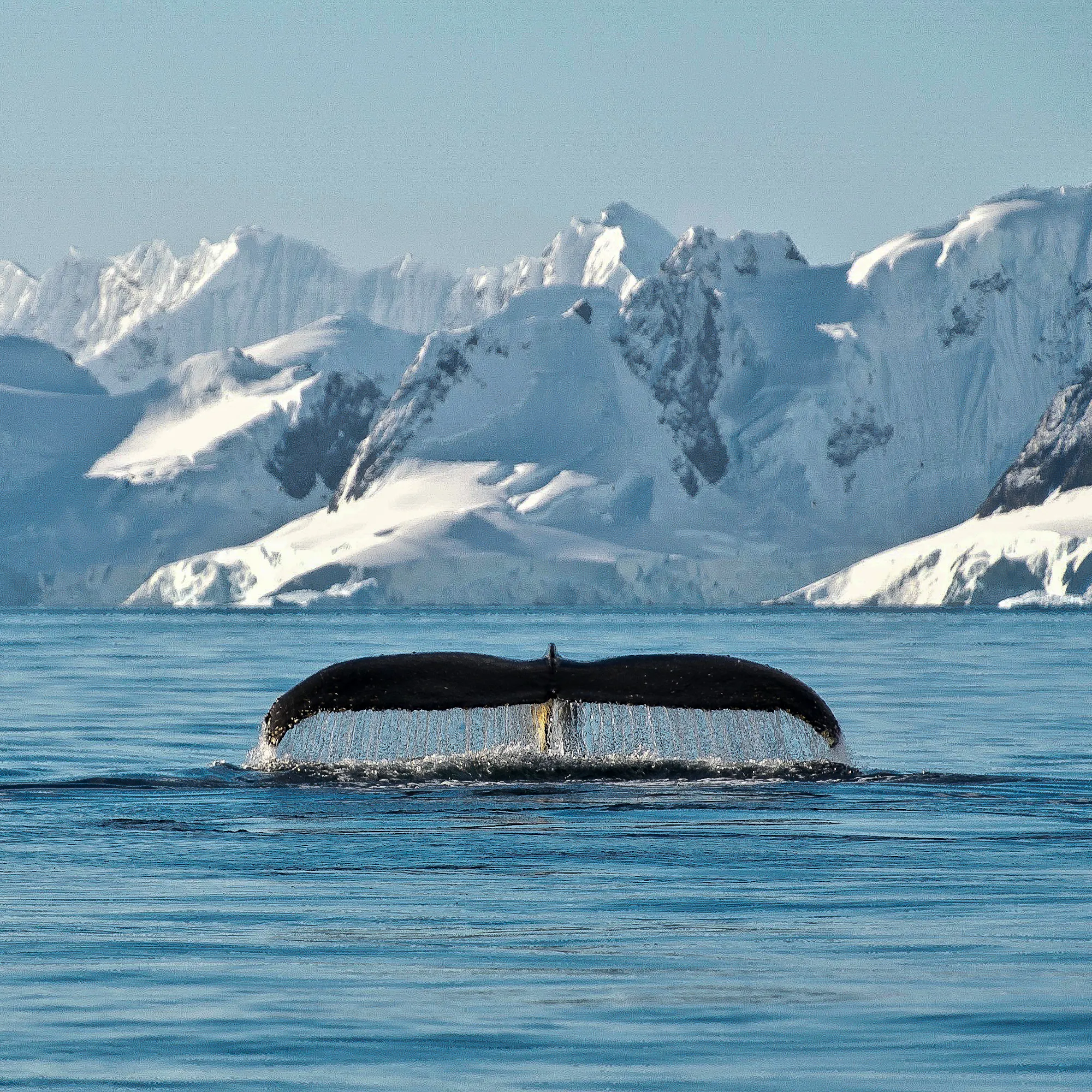 Massive blue-white glaciers and ice cliffs rise above the calm dark water of an Antarctic bay.