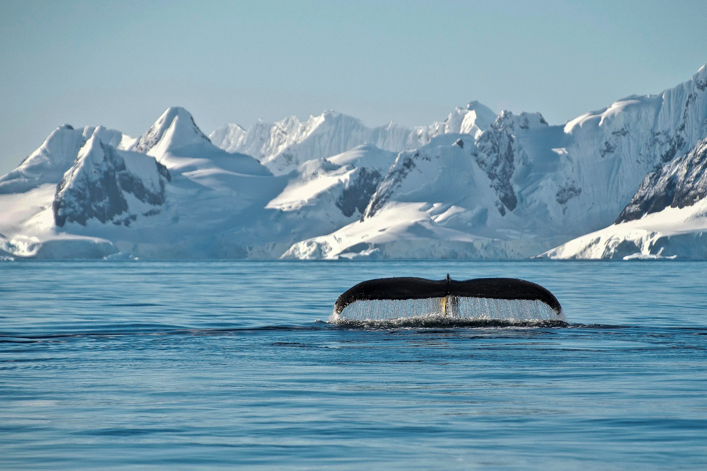 Massive blue-white glaciers and ice cliffs rise above the calm dark water of an Antarctic bay.