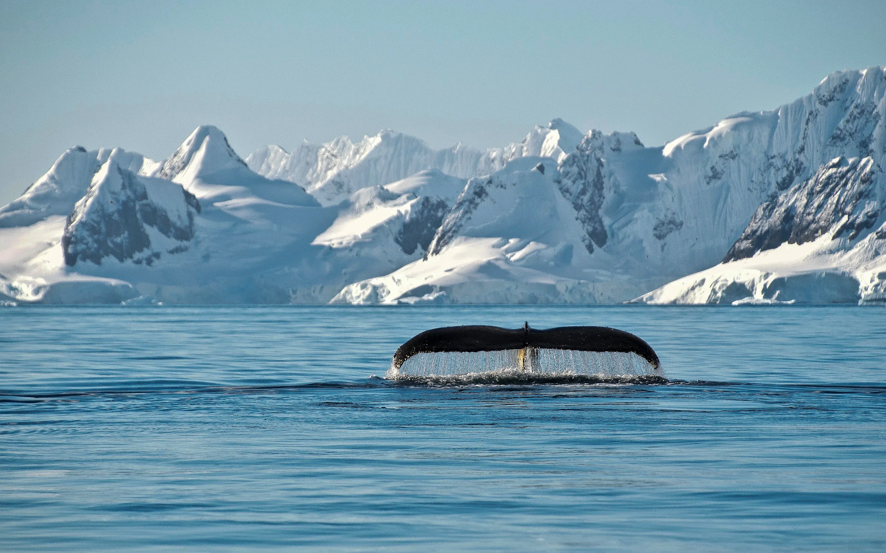 Massive blue-white glaciers and ice cliffs rise above the calm dark water of an Antarctic bay.