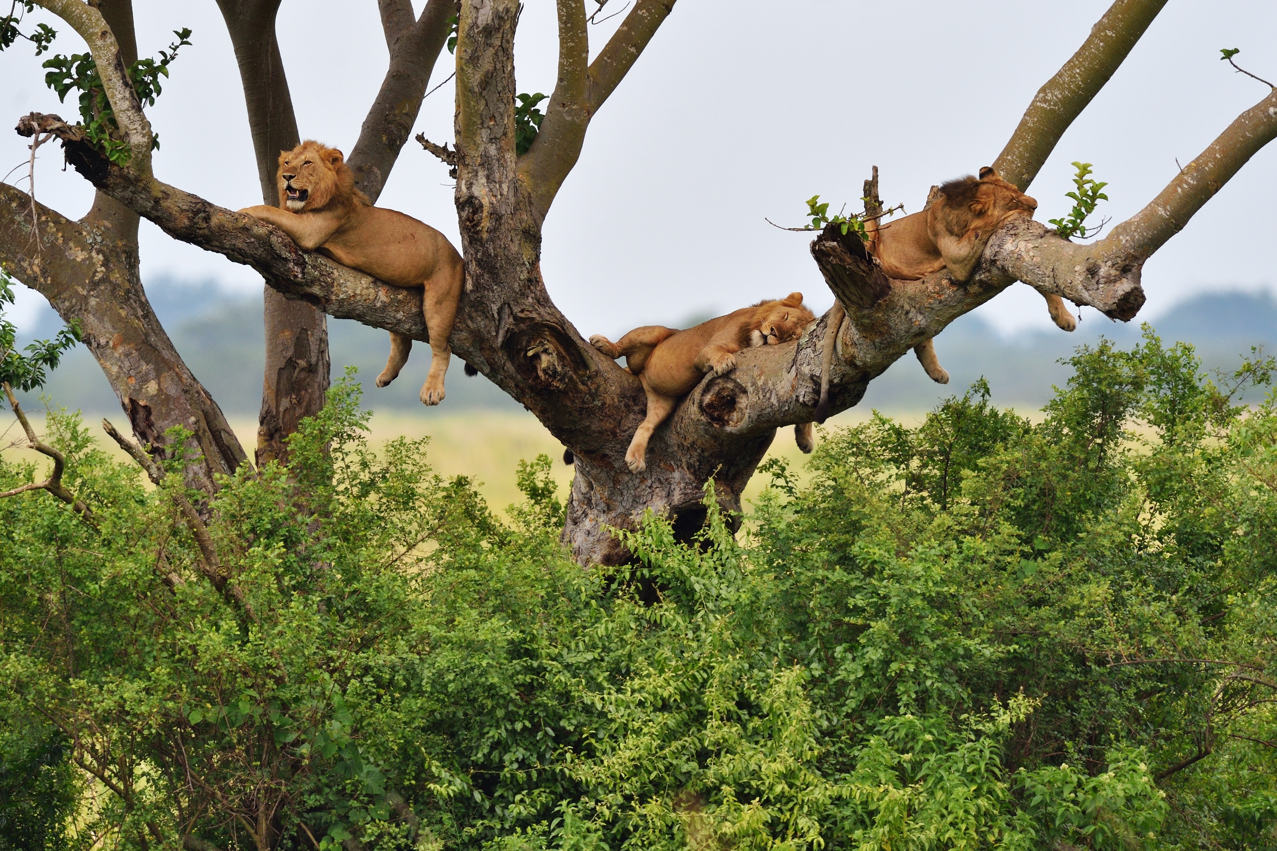 Two lions rest in the branches of a broad acacia tree above the savanna in Queen Elizabeth National Park.