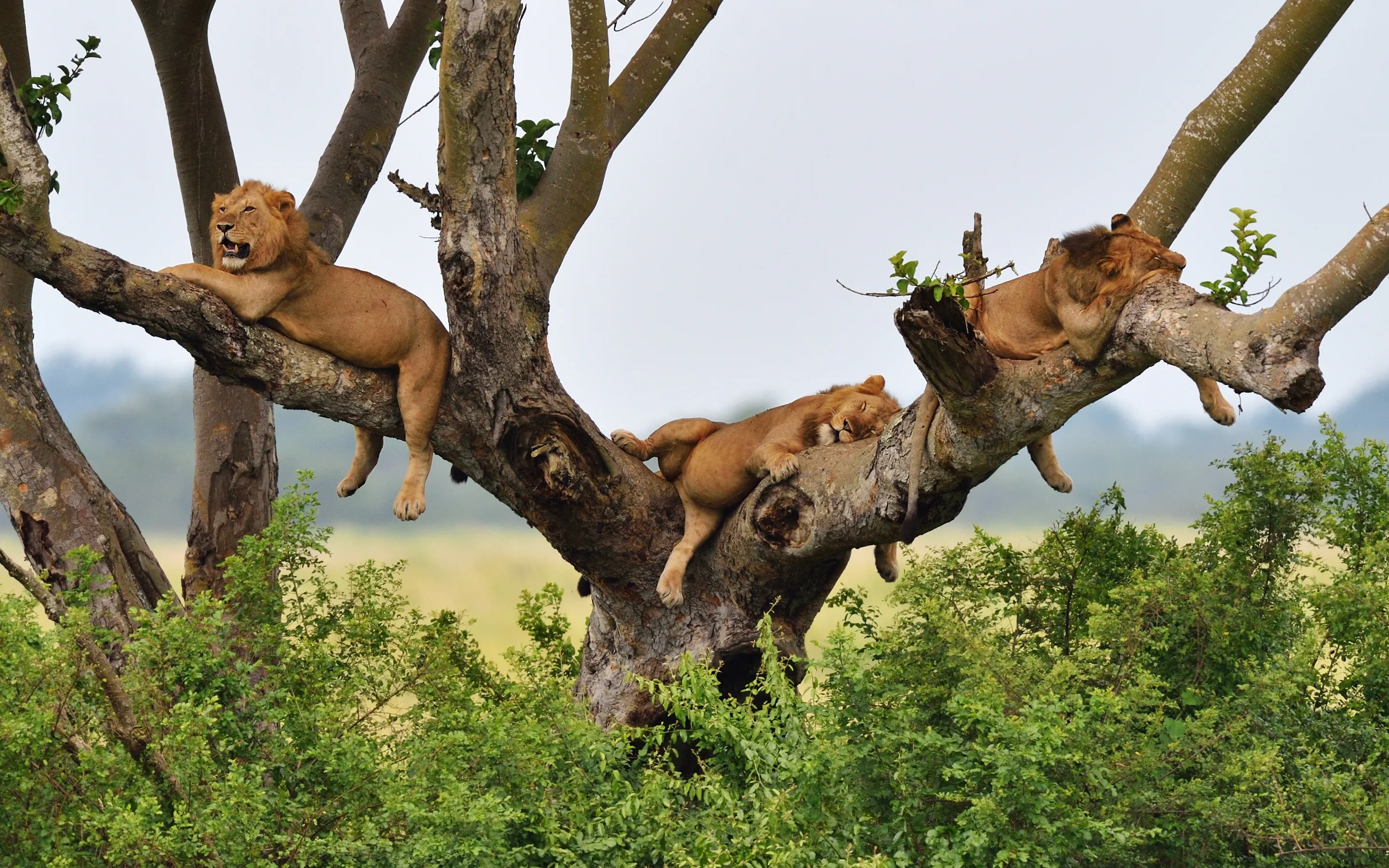 Two lions rest in the branches of a broad acacia tree above the savanna in Queen Elizabeth National Park.