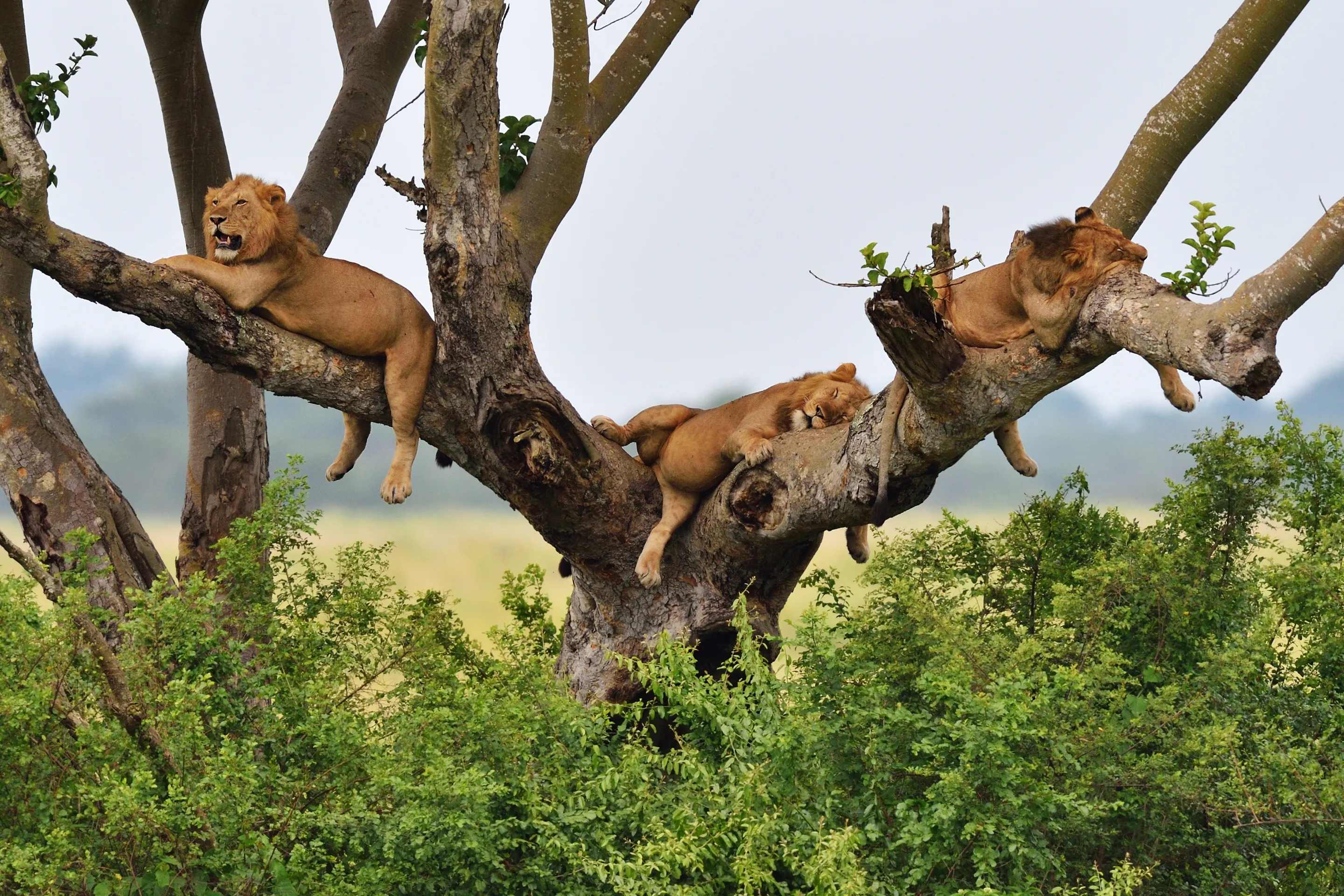 Two lions rest in the branches of a broad acacia tree above the savanna in Queen Elizabeth National Park.