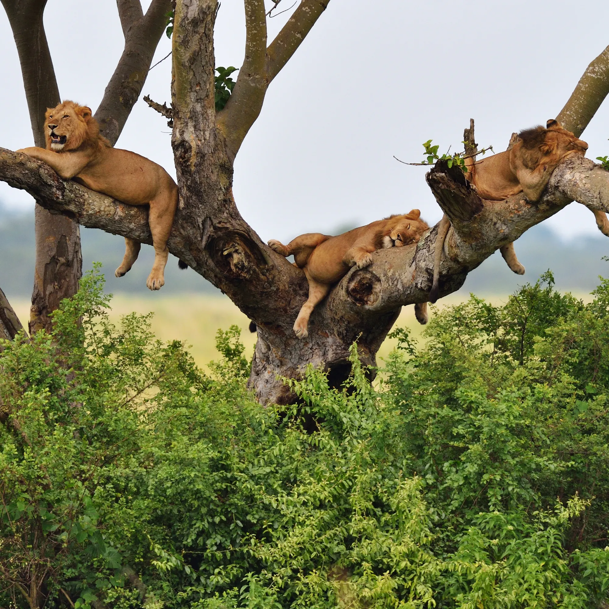 Two lions rest in the branches of a broad acacia tree above the savanna in Queen Elizabeth National Park.