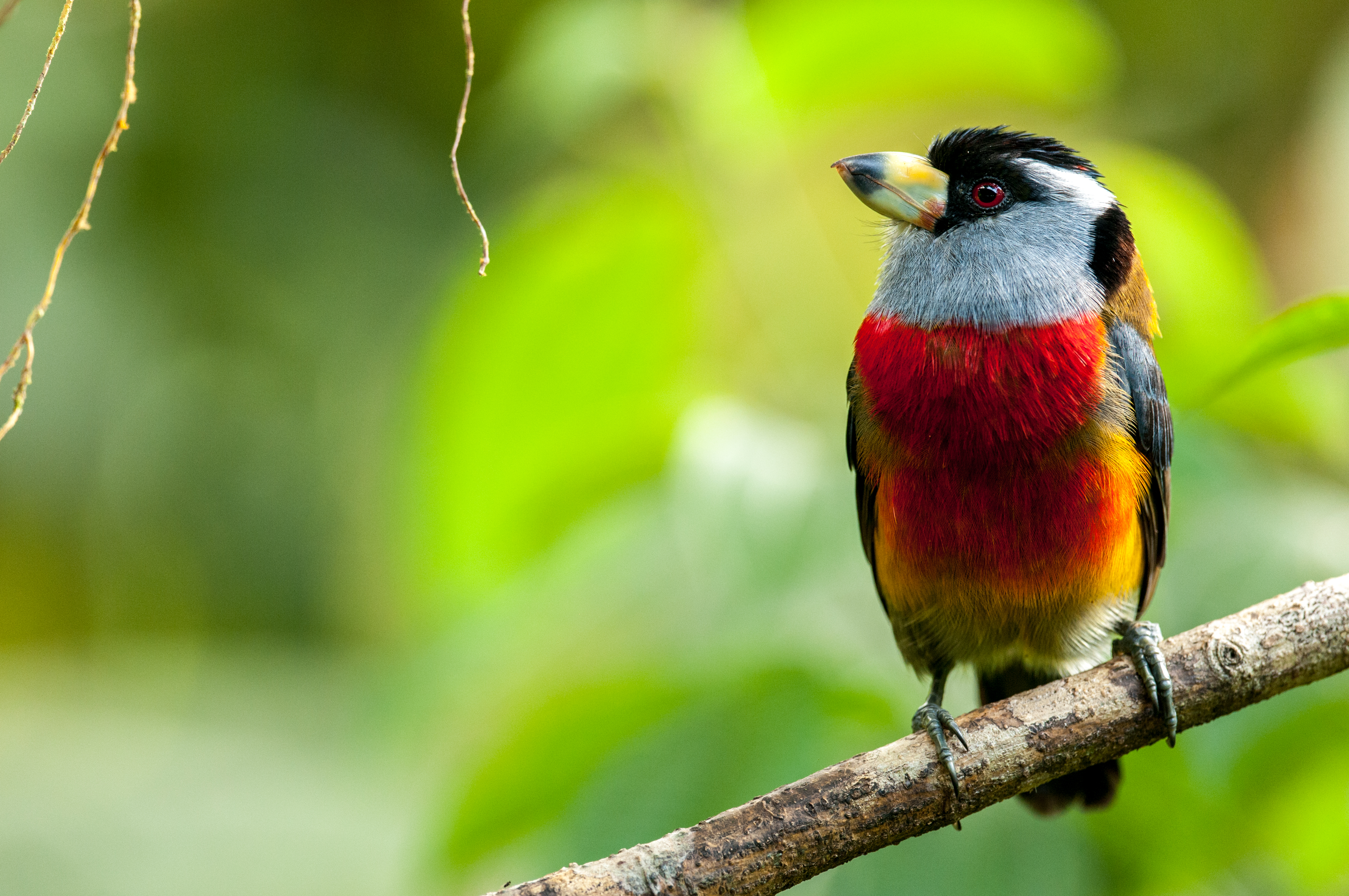 A small vivid red and black bird perches on a branch against a lush green background.