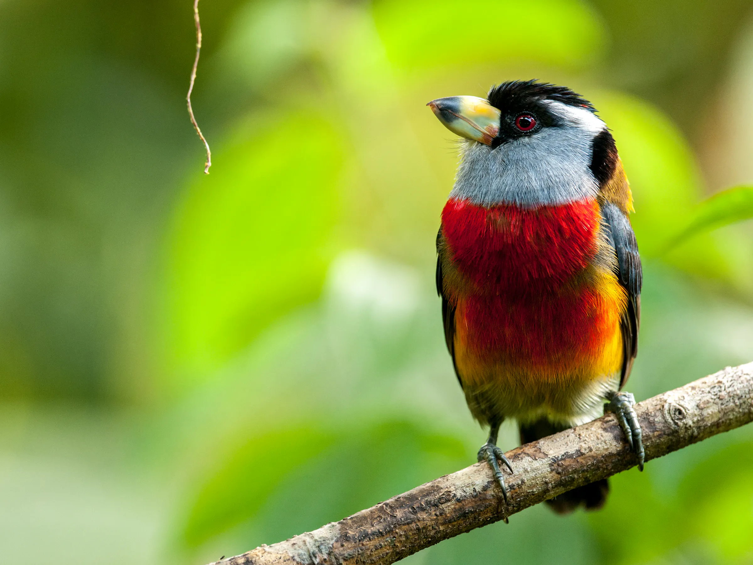A small vivid red and black bird perches on a branch against a lush green background.