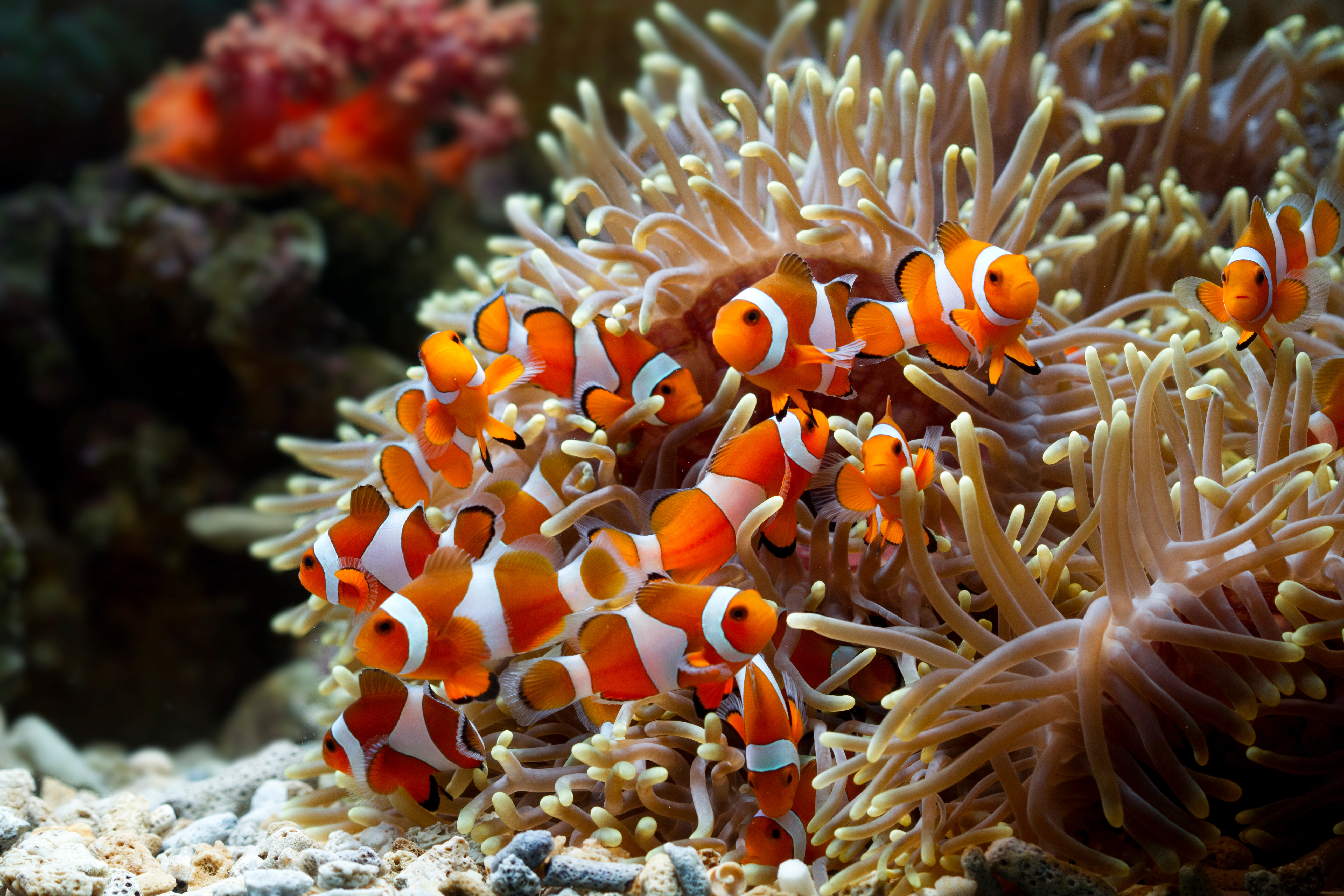Vivid orange and white clownfish nestle among the flowing tentacles of a sea anemone in Sulawesi.