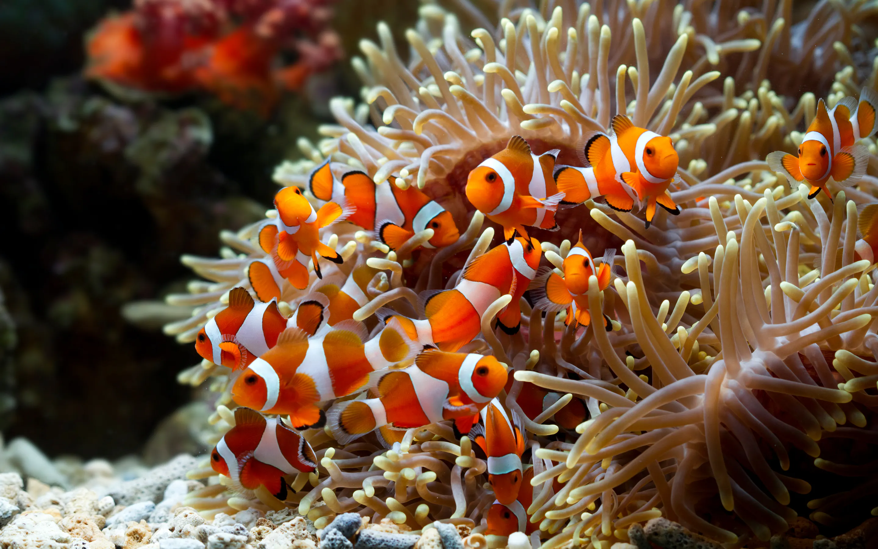Vivid orange and white clownfish nestle among the flowing tentacles of a sea anemone in Sulawesi.