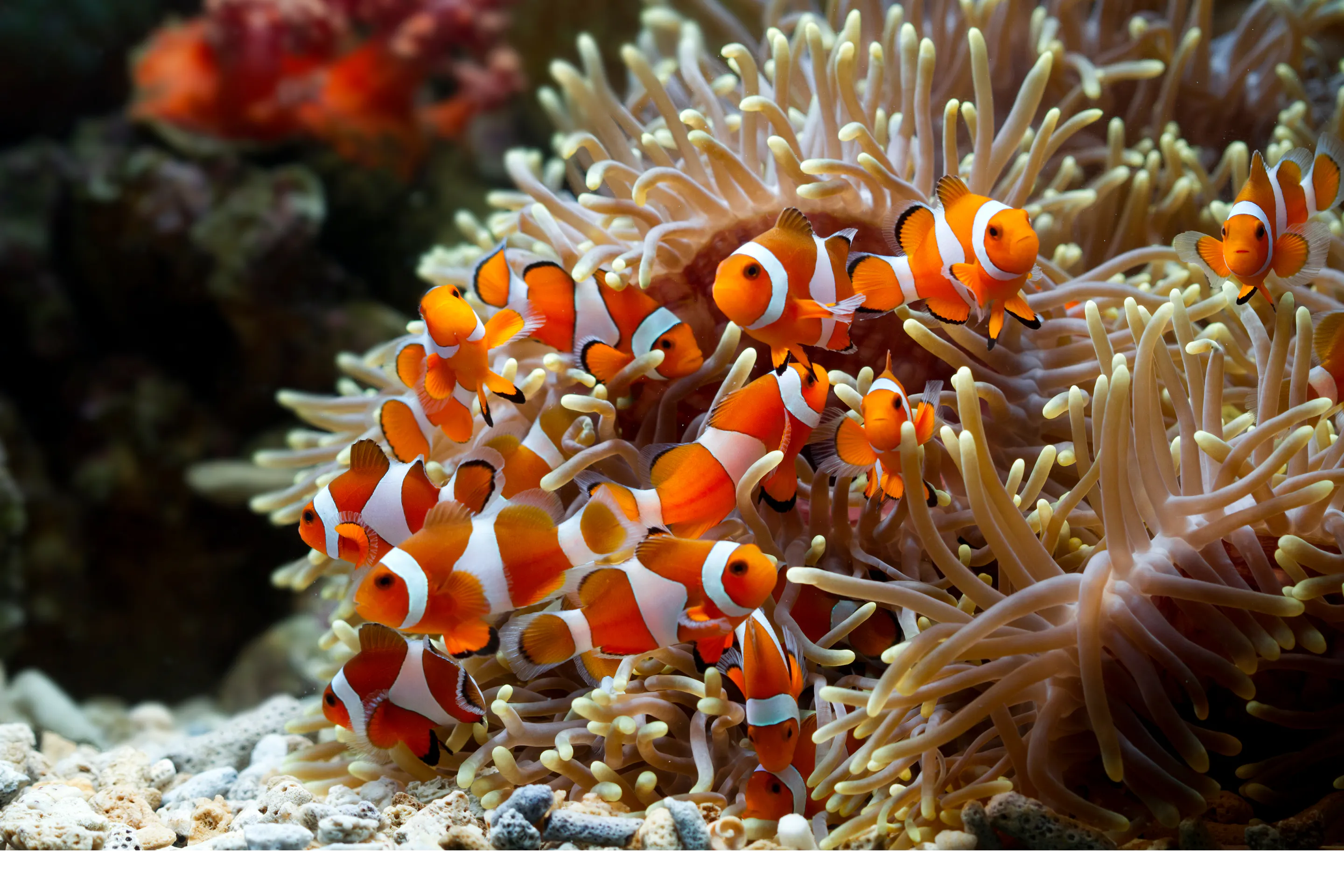 Vivid orange and white clownfish nestle among the flowing tentacles of a sea anemone in Sulawesi.