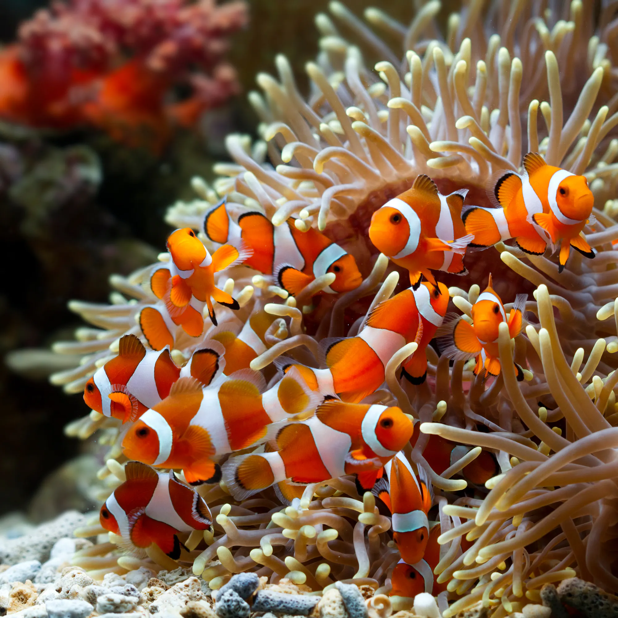 Vivid orange and white clownfish nestle among the flowing tentacles of a sea anemone in Sulawesi.