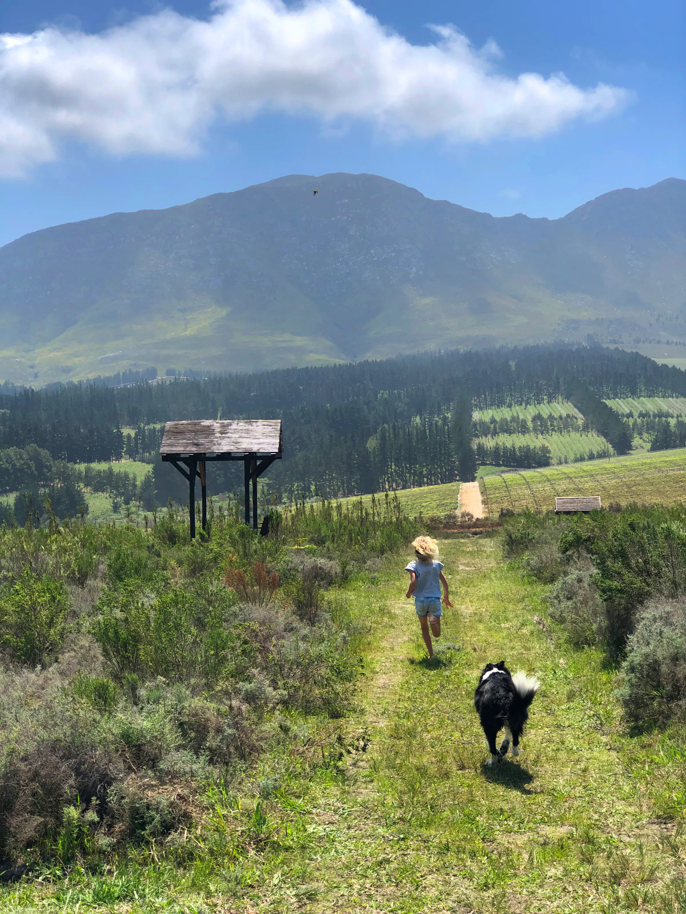 A hiker walks a coastal fynbos trail with mountain slopes and a blue ocean bay in the background.
