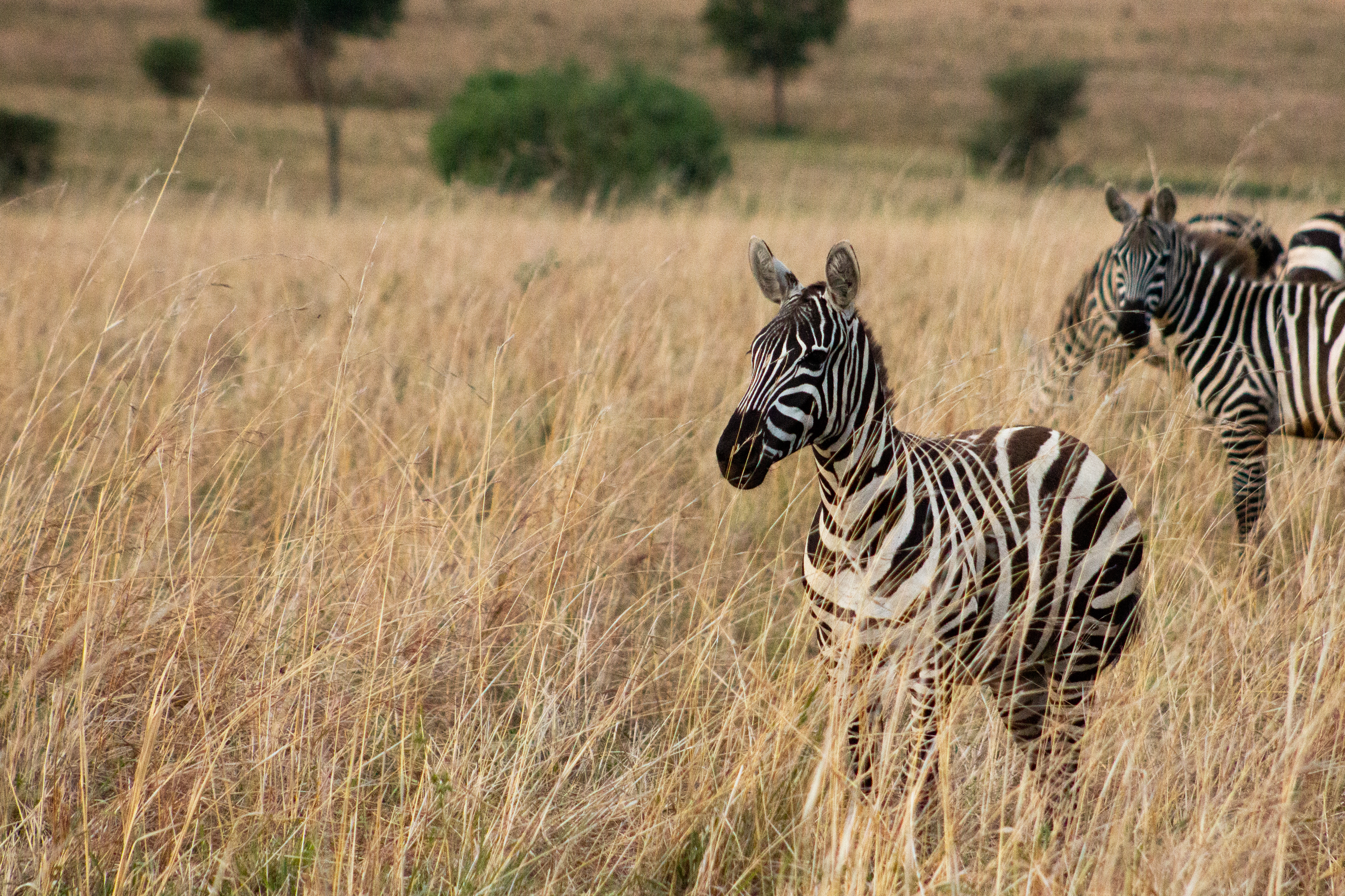 Three zebras graze in golden dry grassland with flat-topped hills rising in the background.