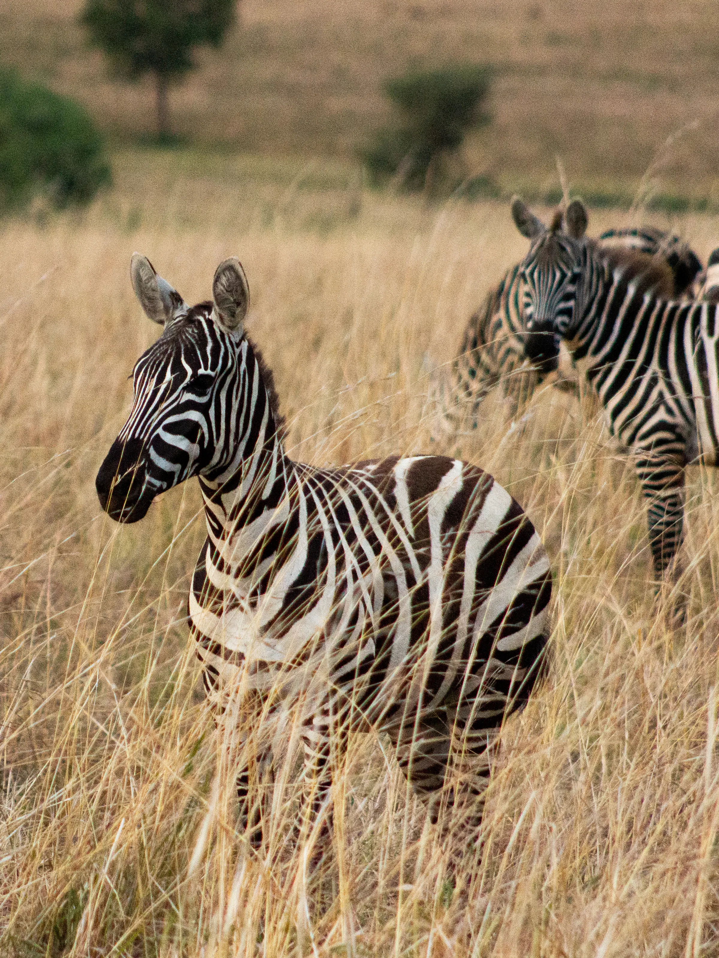 Three zebras graze in golden dry grassland with flat-topped hills rising in the background.