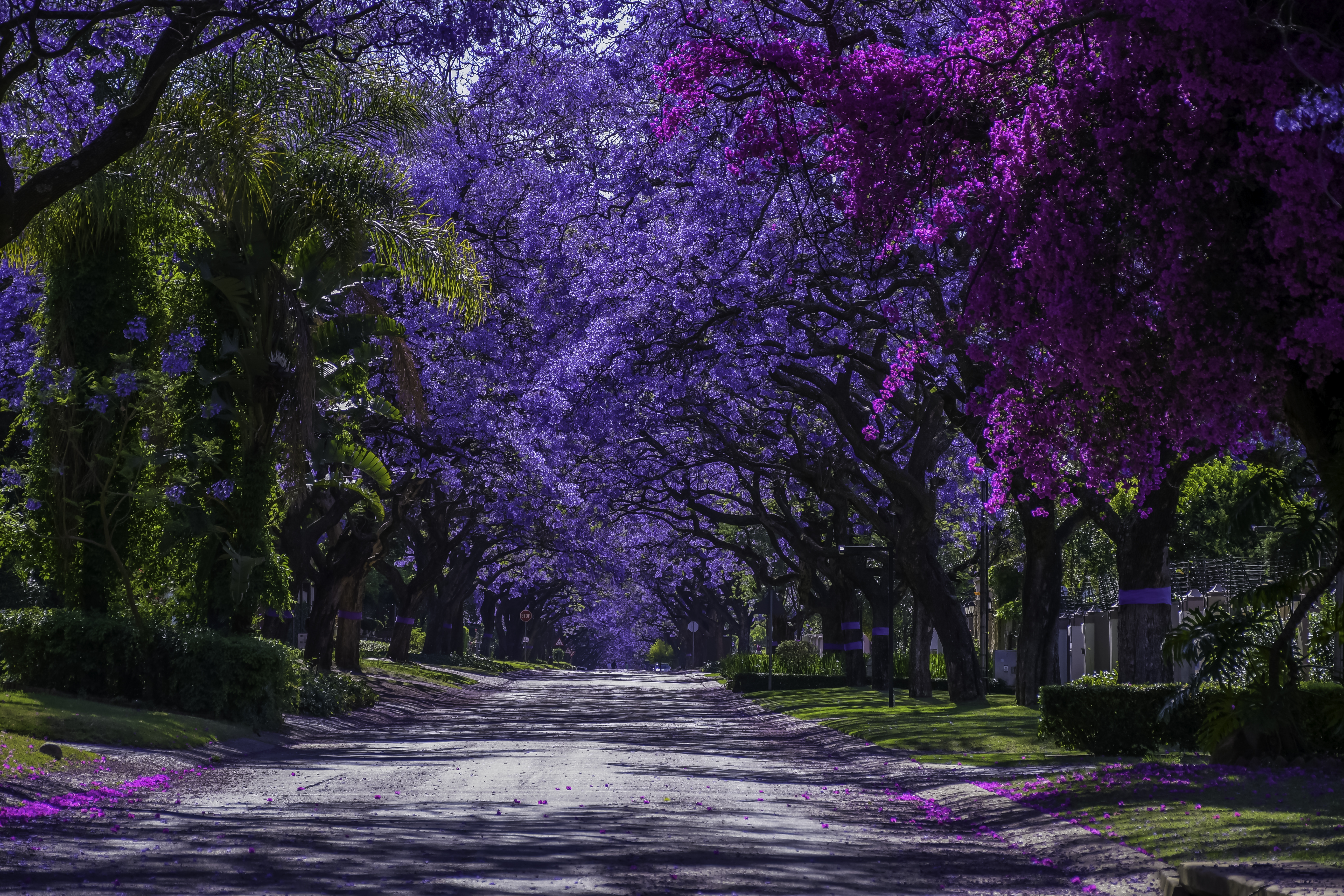 A wide urban boulevard is lined with vivid purple jacaranda trees in full bloom in Johannesburg.