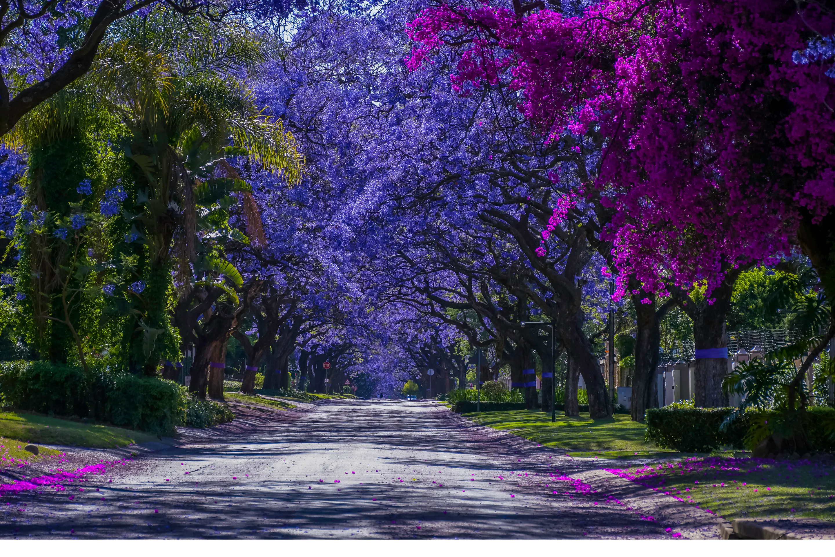 A wide urban boulevard is lined with vivid purple jacaranda trees in full bloom in Johannesburg.
