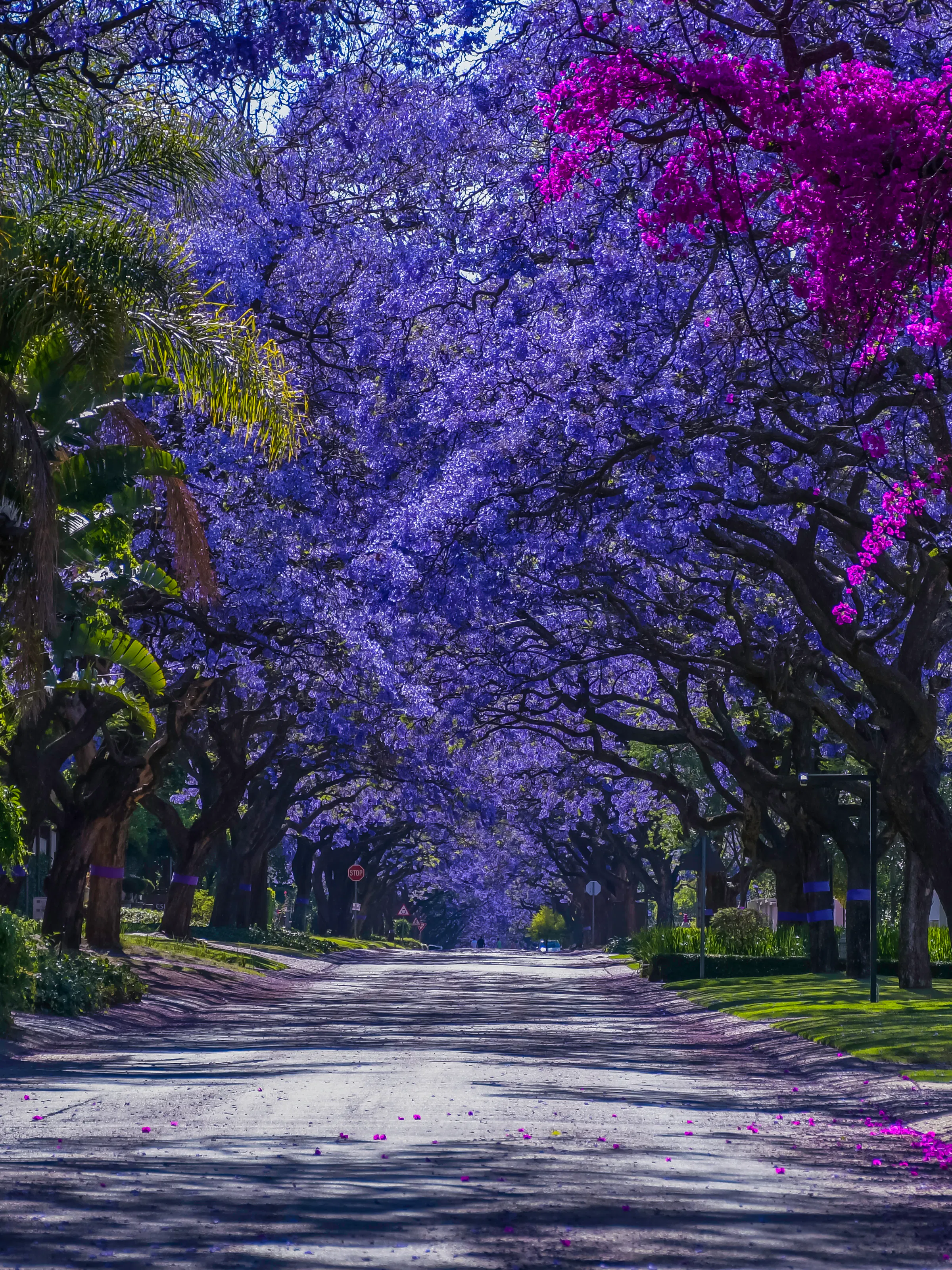 A wide urban boulevard is lined with vivid purple jacaranda trees in full bloom in Johannesburg.