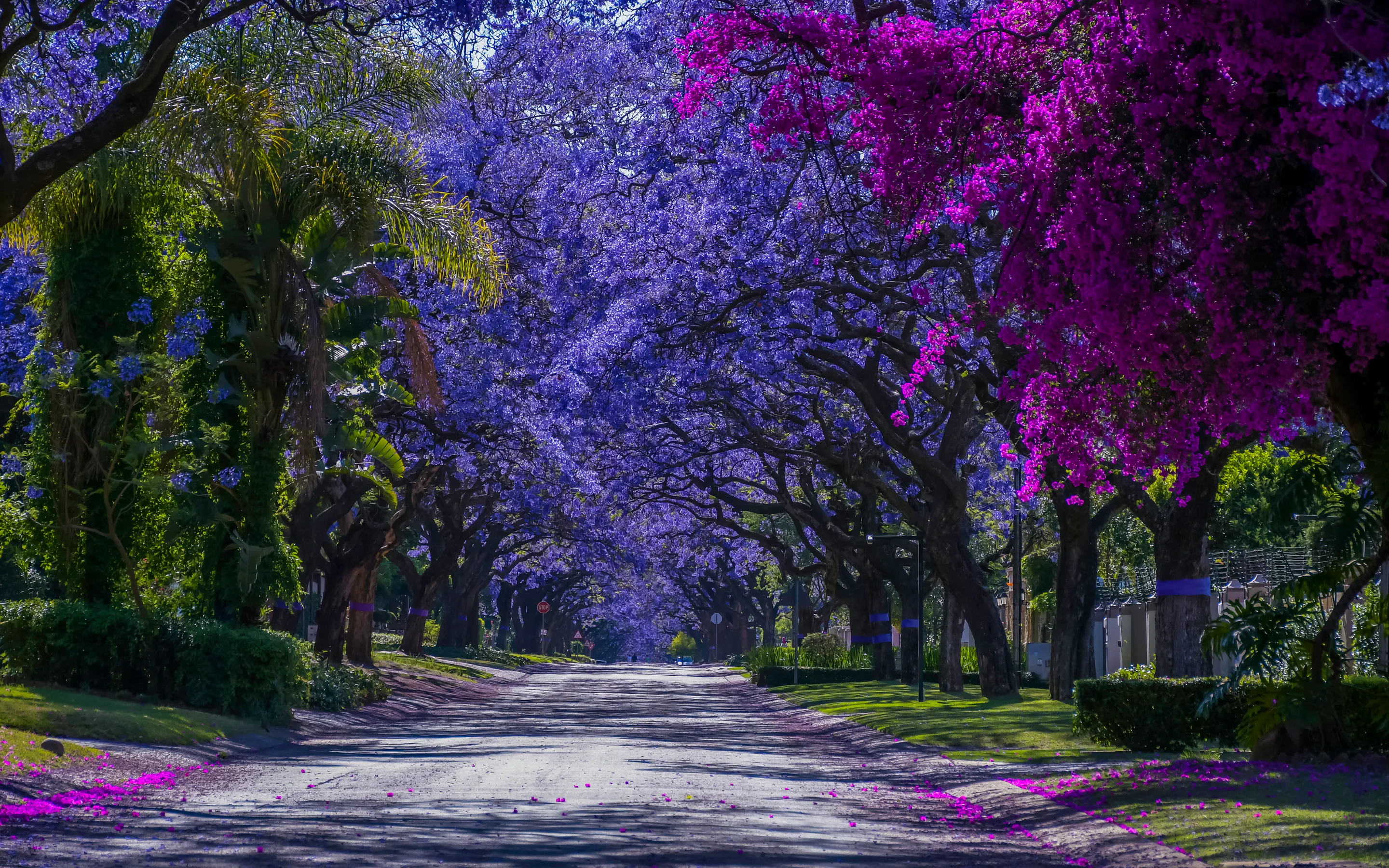 A wide urban boulevard is lined with vivid purple jacaranda trees in full bloom in Johannesburg.