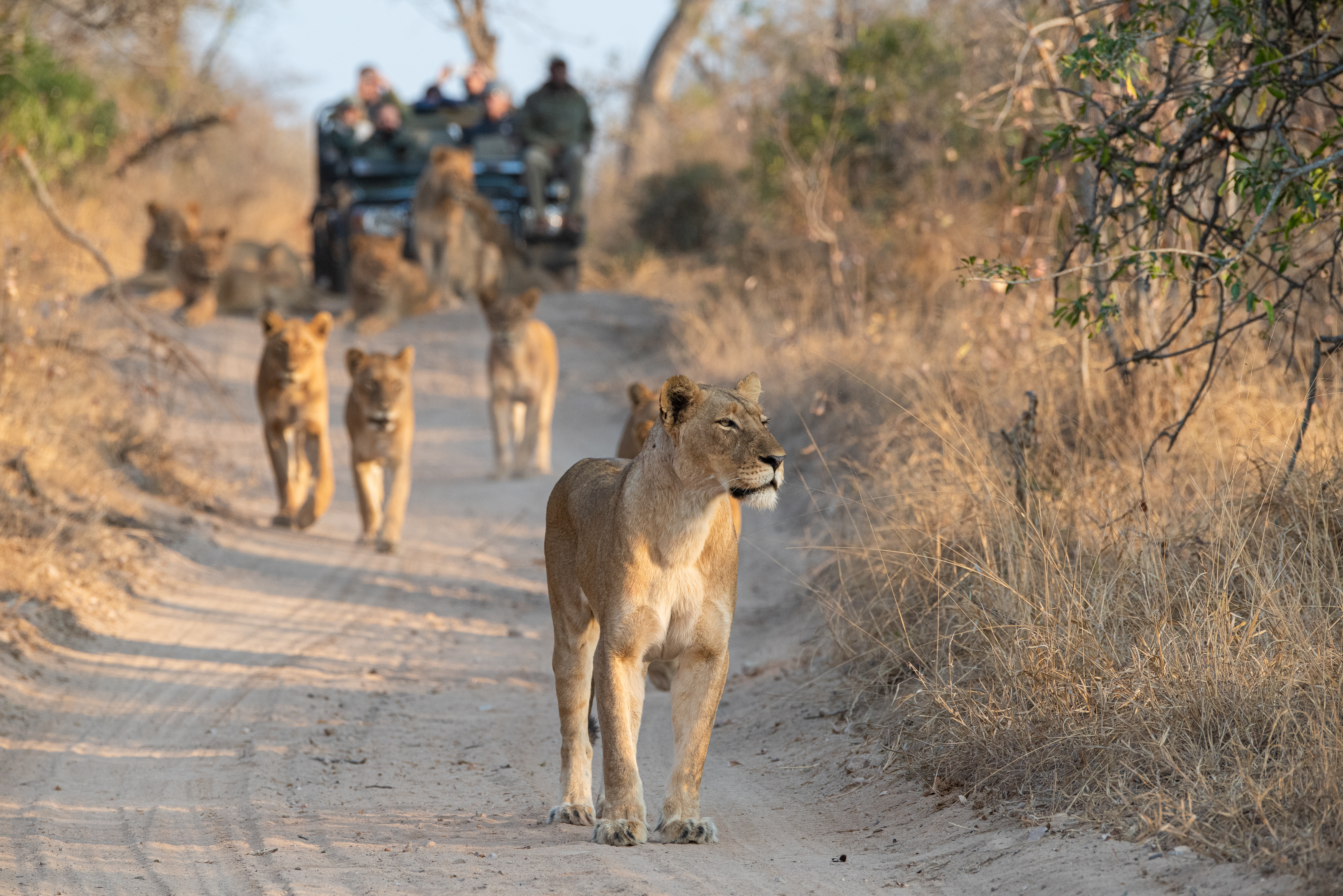 A lioness walks toward the camera along a dirt track with a safari vehicle in the background.